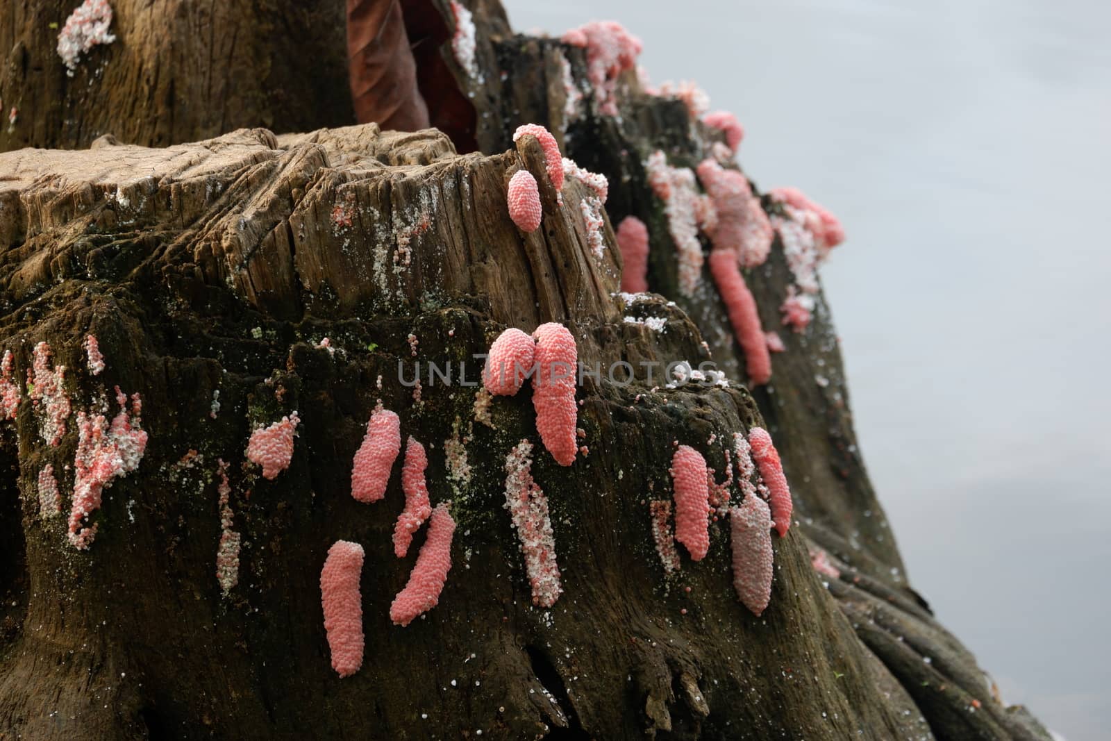 pink snail / conch eggs by pengejarsenja