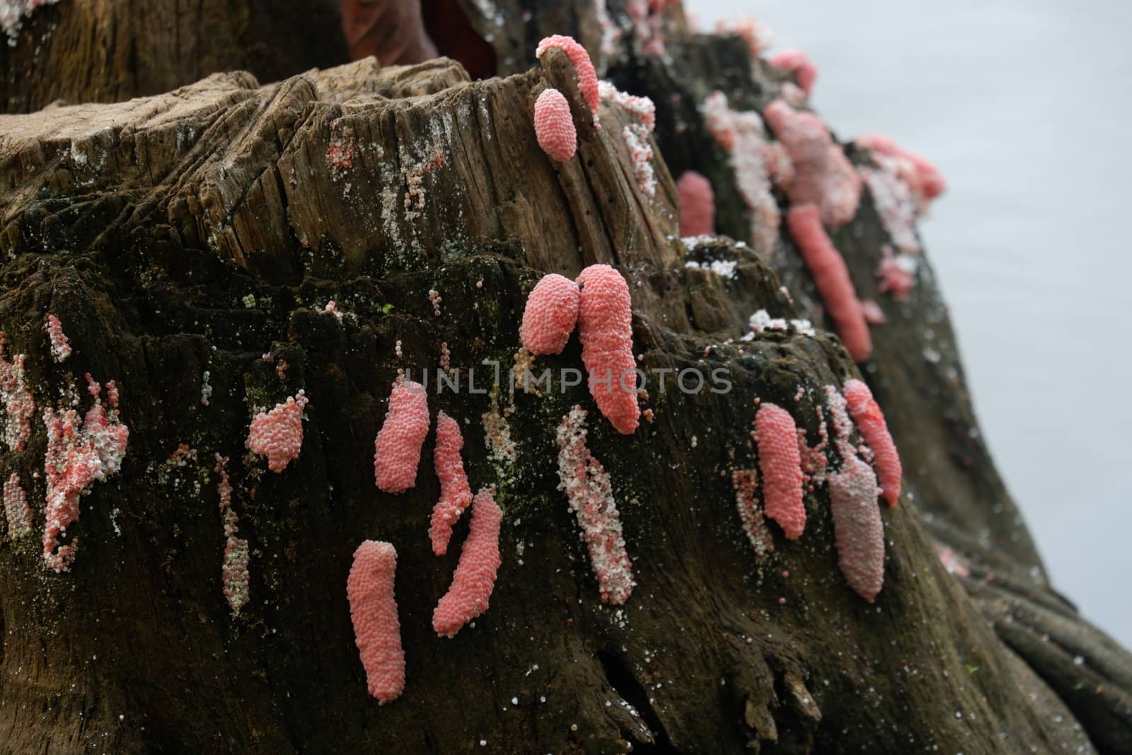 focus image of pink snail / conch eggs attached to the surface of the pool wall