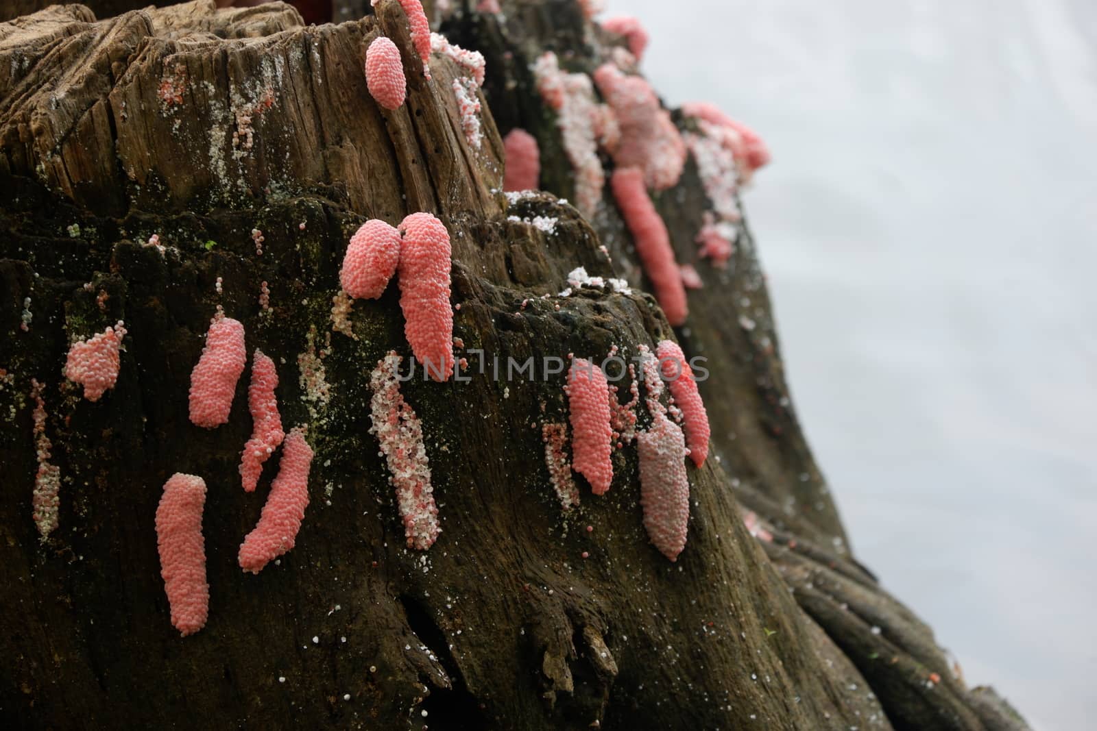 focus image of pink snail / conch eggs attached to the surface of the pool wall