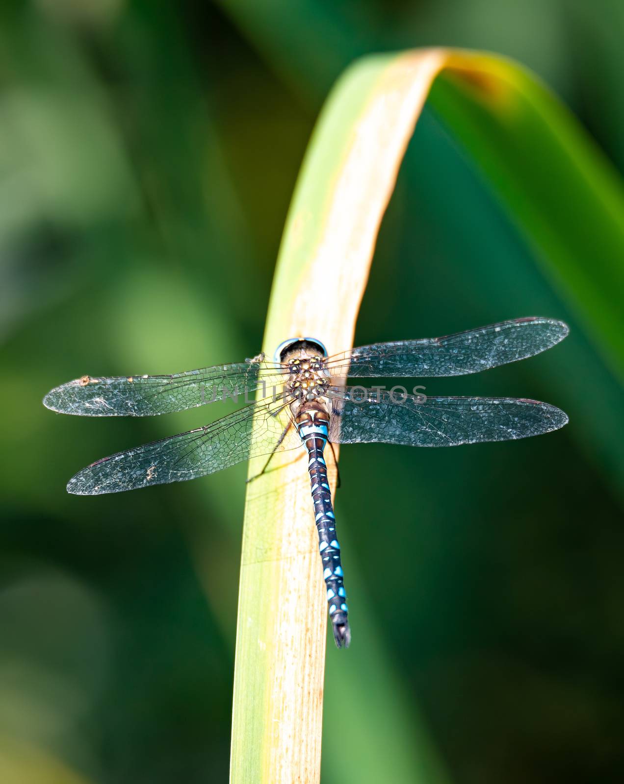 dragonfly, Aeshna cyanea, insect in natural by artush