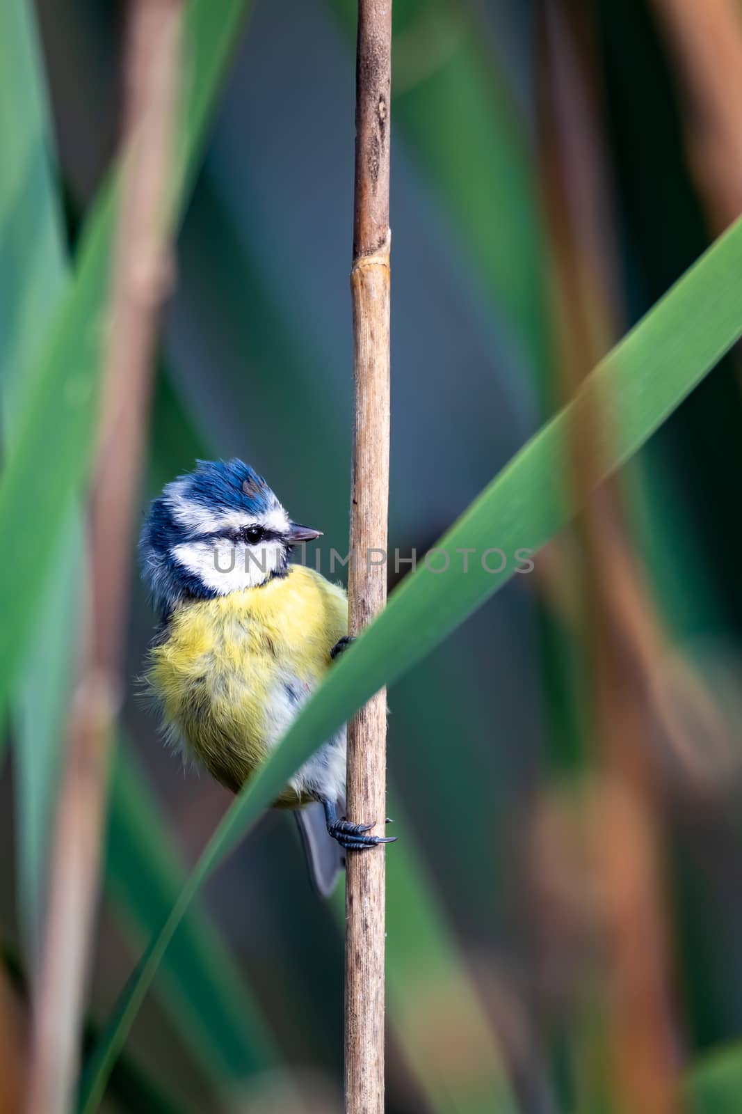 common bird Eurasian blue tit, Cyanistes caeruleus, in the nature on spring, perched on reed. Czech Republic wildlife