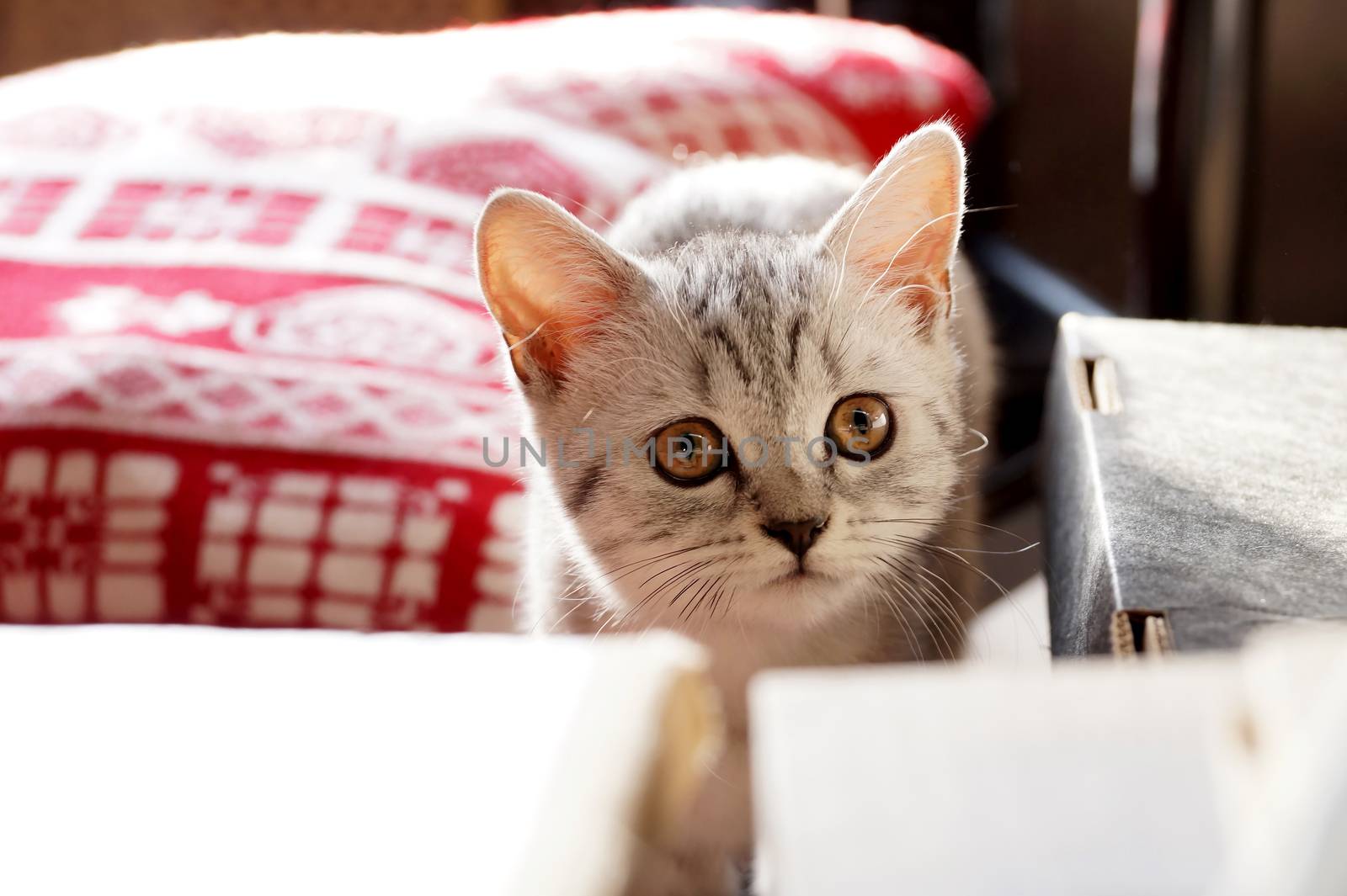 Kitten of the British breed of a gray color by Vadimdem