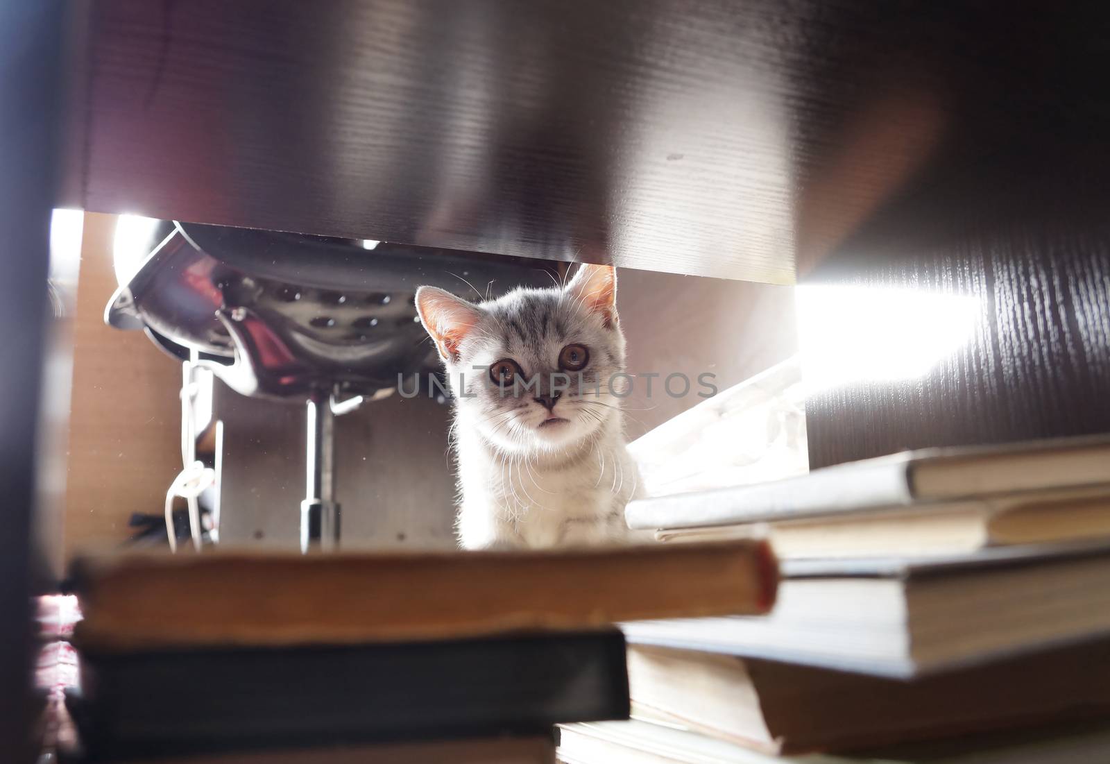Kitten of the British breed of a gray color  by Vadimdem