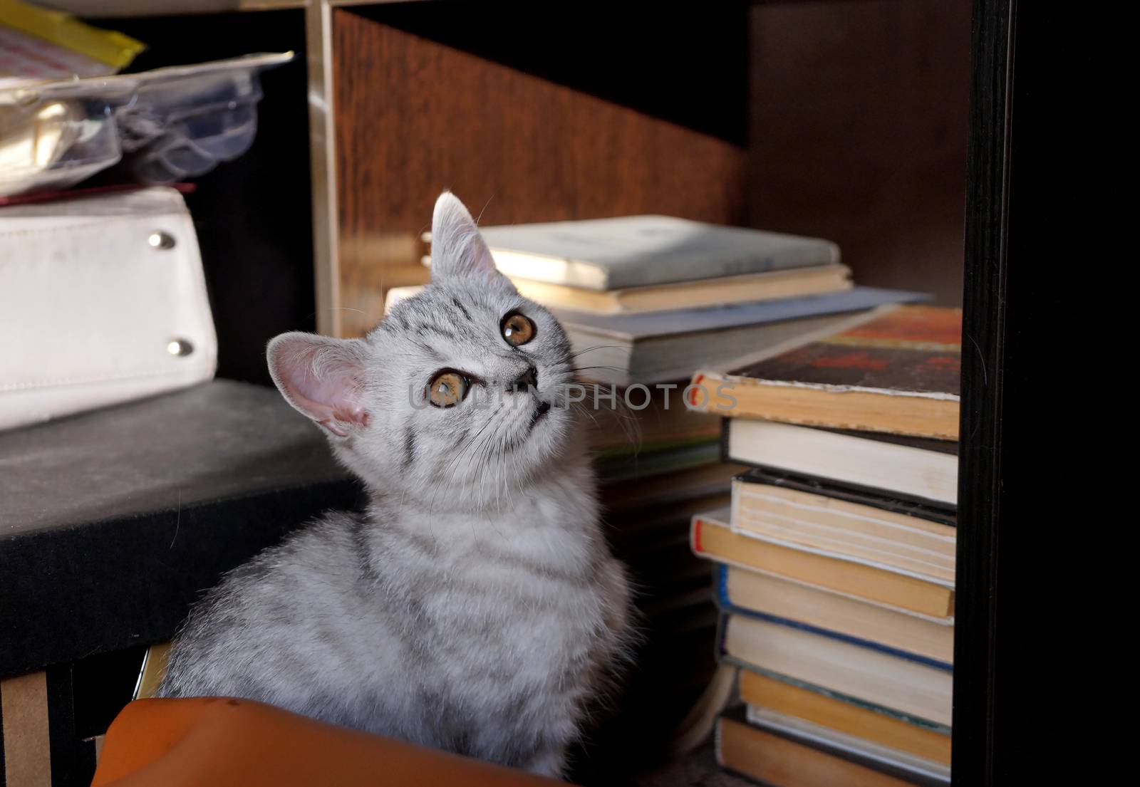 Kitten of the British breed of a gray color  by Vadimdem