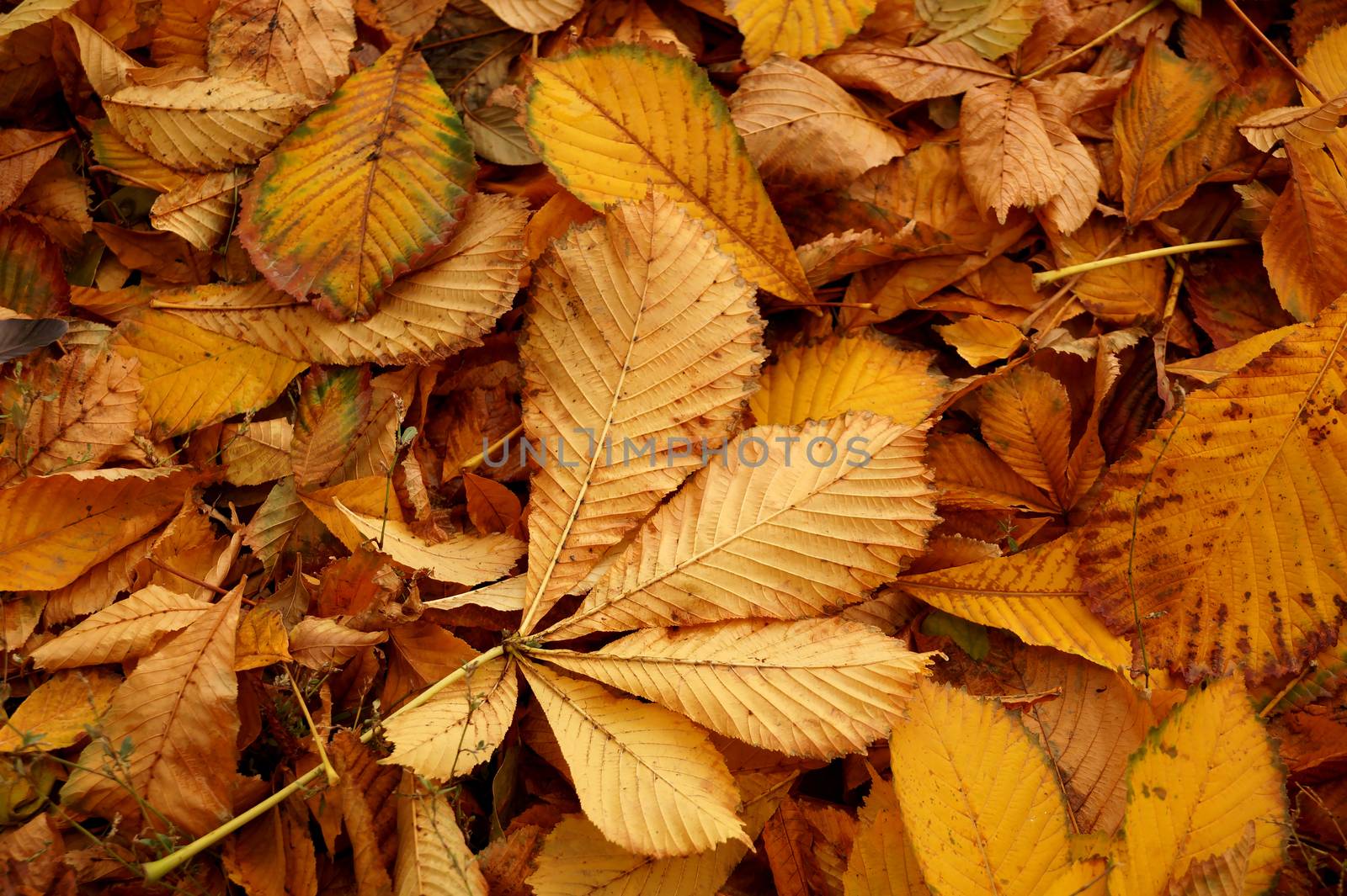 Carpet from autumn leaves of a chestnut of a yellow tonality
