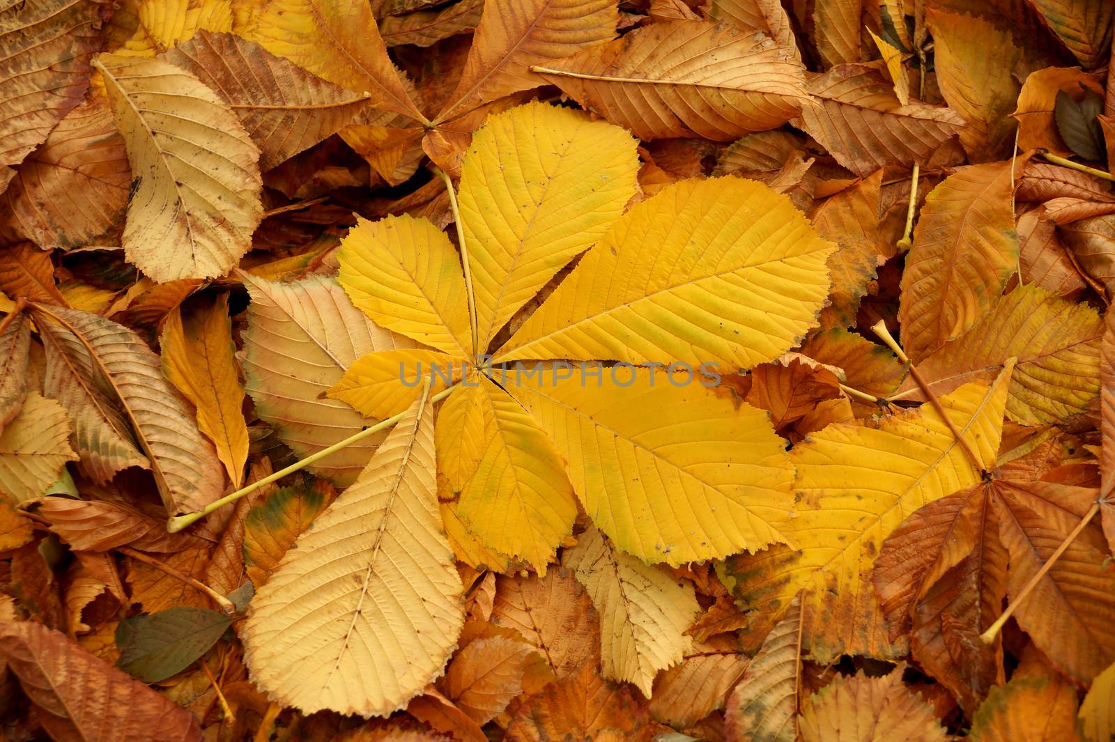 Carpet from autumn leaves of a chestnut of a yellow tonality