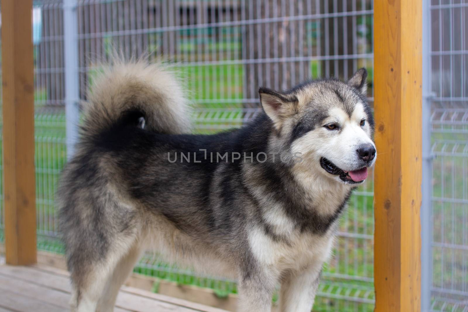 A beautiful and kind Alaskan Malamute shepherd sits in an enclosure behind bars and looks with intelligent eyes. Indoor aviary.