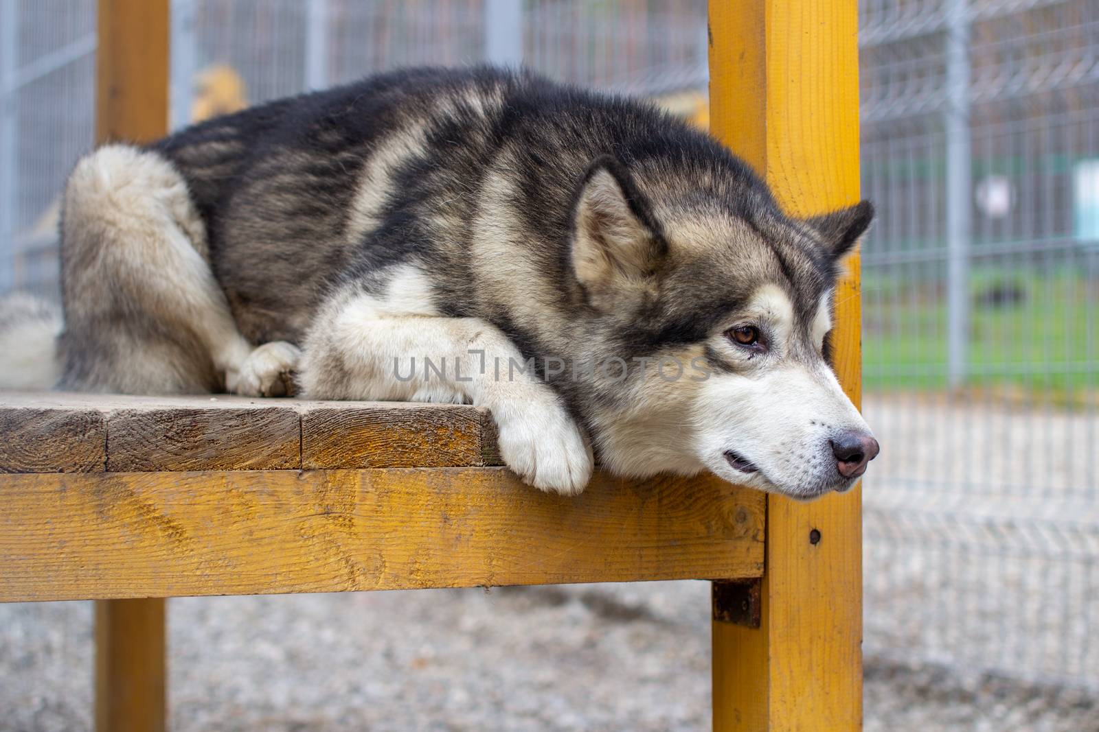 A beautiful and kind Alaskan Malamute shepherd sits in an enclosure behind bars and looks with intelligent eyes. Indoor aviary.