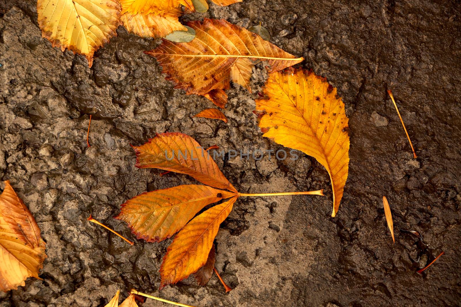 Autumn leaf of a chestnut tree falling to the ground