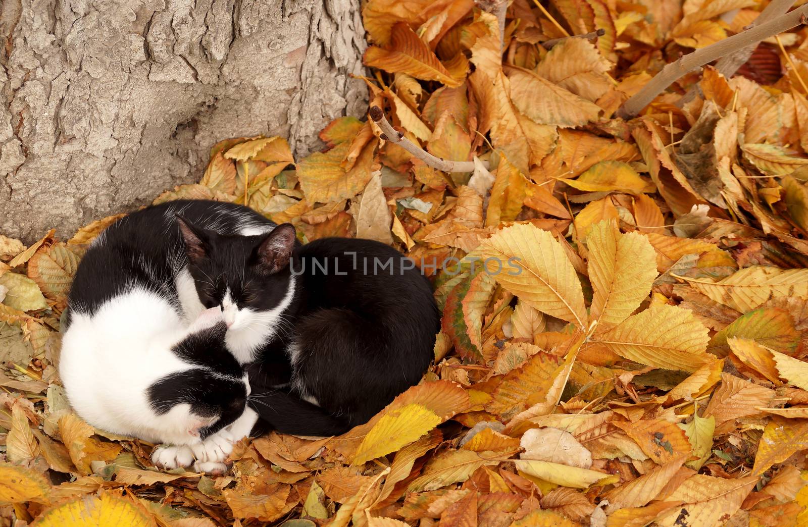 Two cats on a carpet from autumn leaves