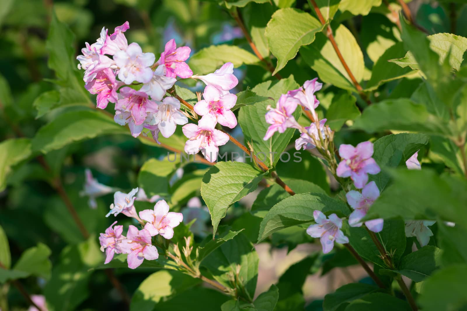 Pink Weigela Florida flowers under the warm summer sun