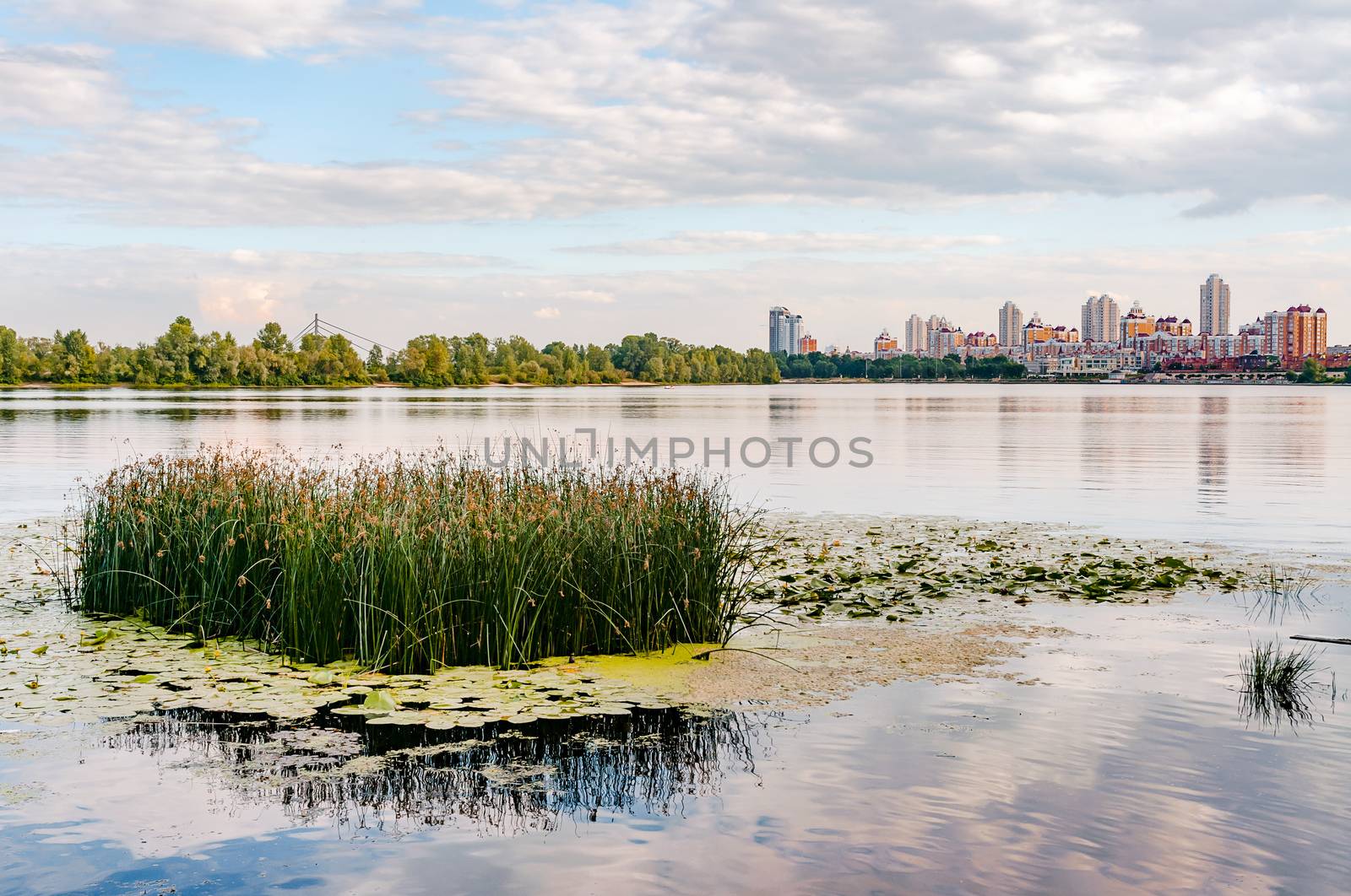 Scirpus plants and yellow waterlily in the Dnieper river in Kiev, Ukraine, at evening. Building skyline appears in the distance.