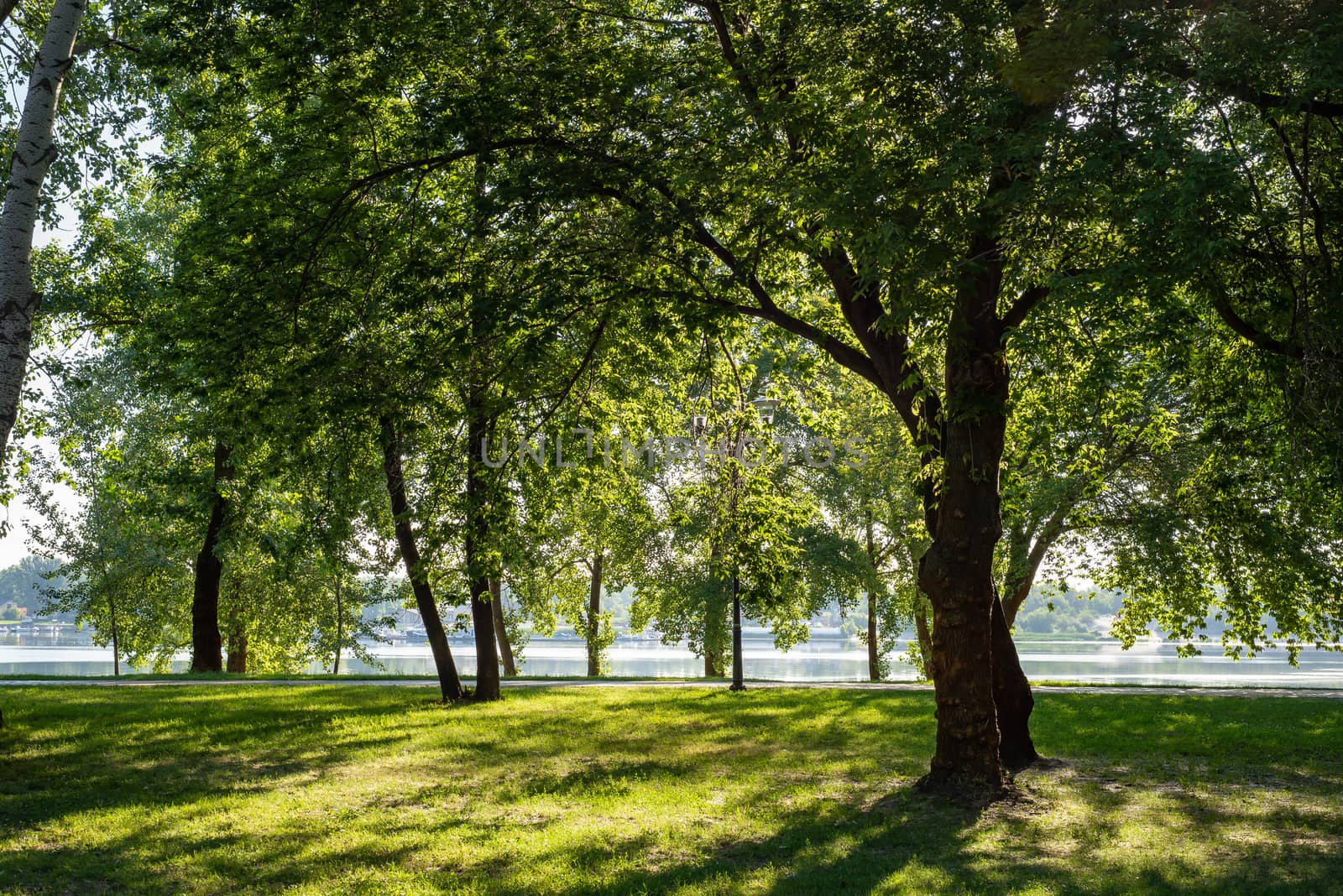 Tree against the light in the Natalka park of Kiev, Ukraine, in the Obolon district near the Dnieper River during a sunny summer morning