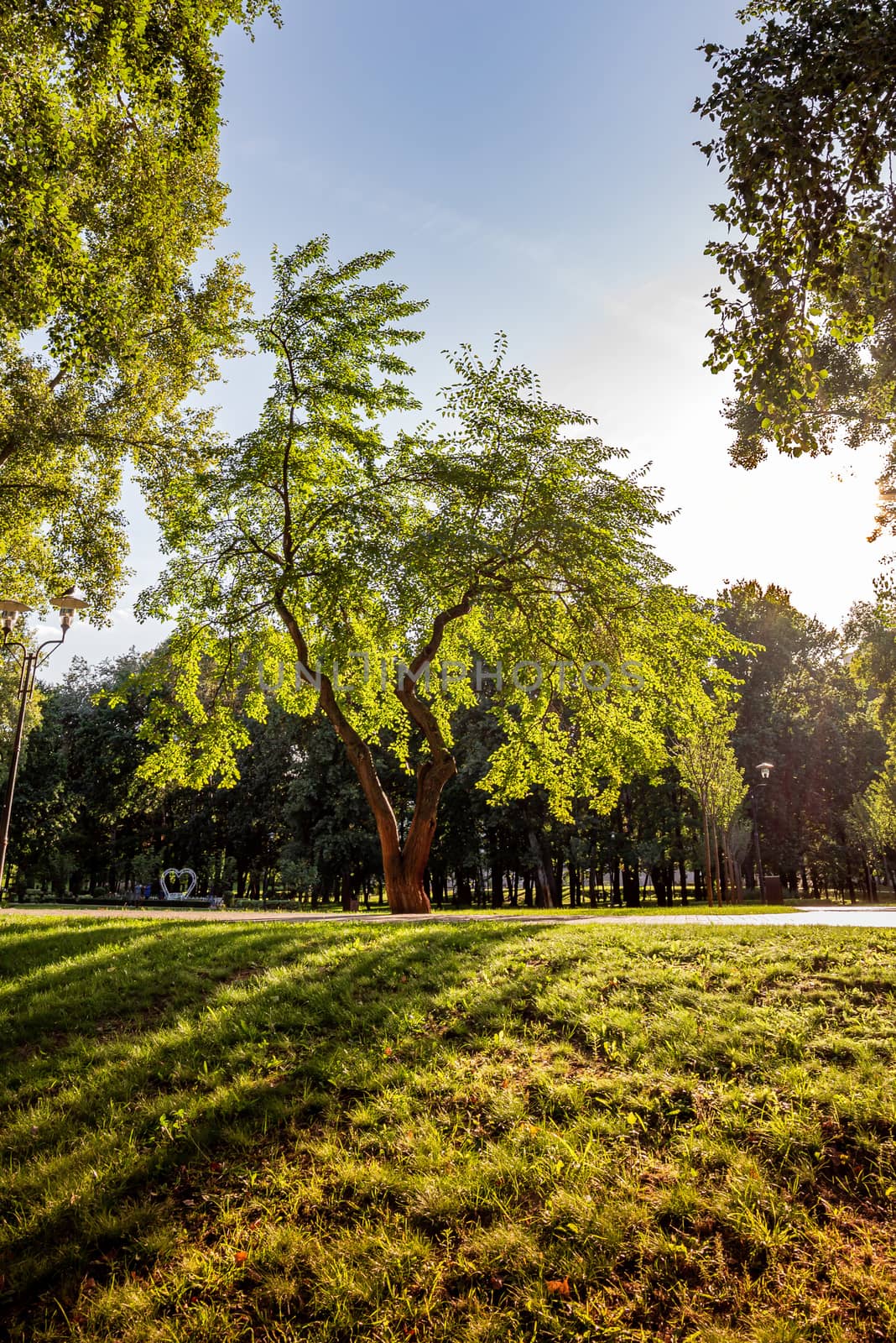 Morus, tree illuminated in backlight by the warm evening sun in the Natalka Park in Kiev, Ukraine, in the Obolon District