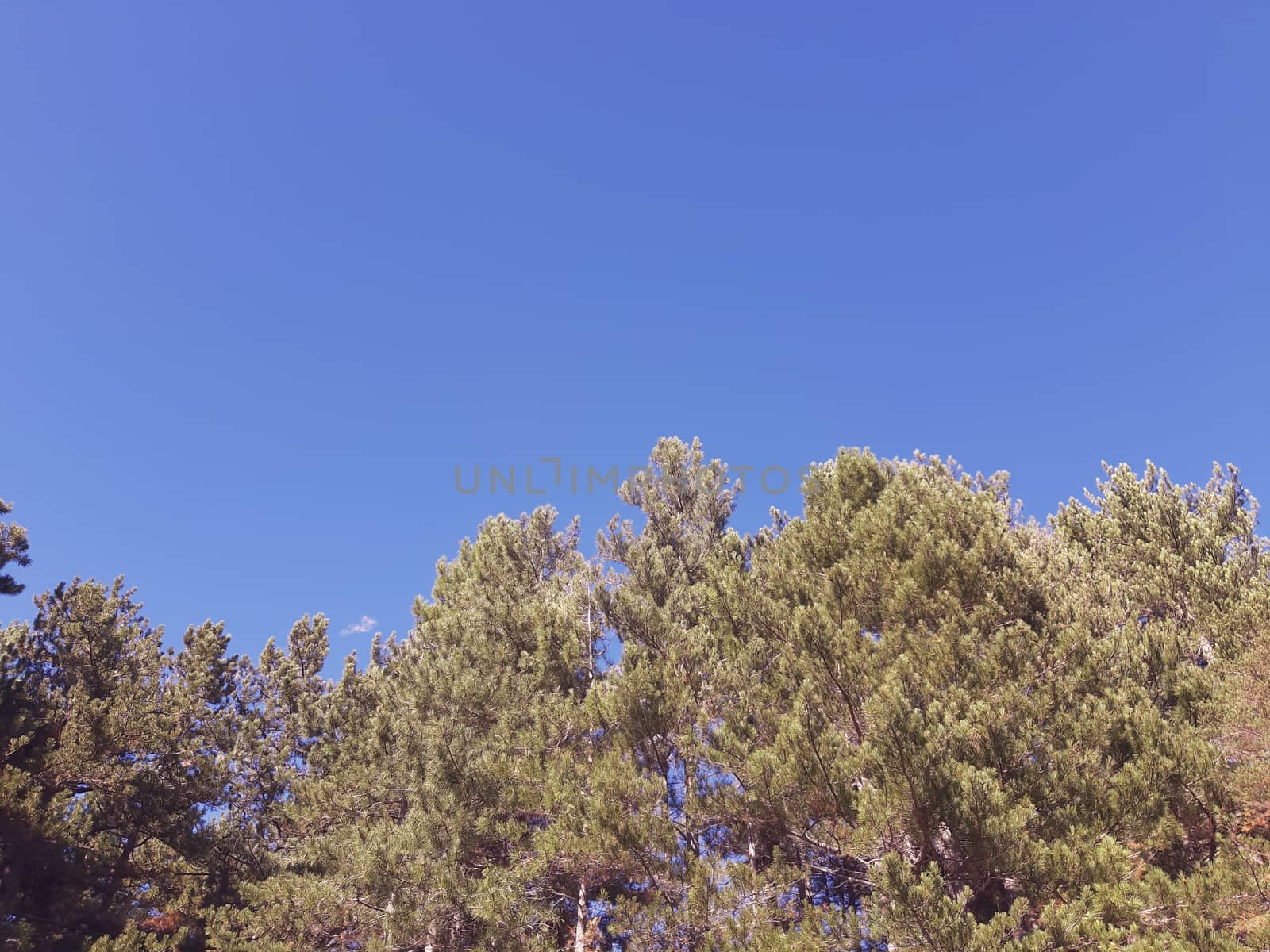 Beautifull photography of the nature in autumn. some fruits, tall trees near the seaside with grey and blue sky.