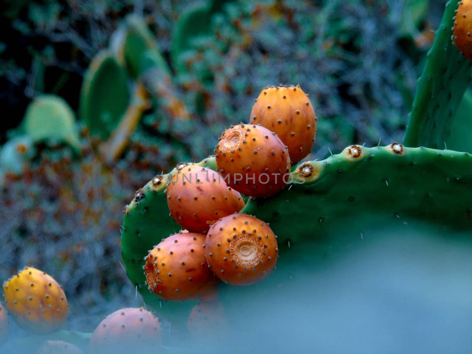 Beautifull photography of the nature in autumn. some fruits, tall trees near the seaside with grey and blue sky.