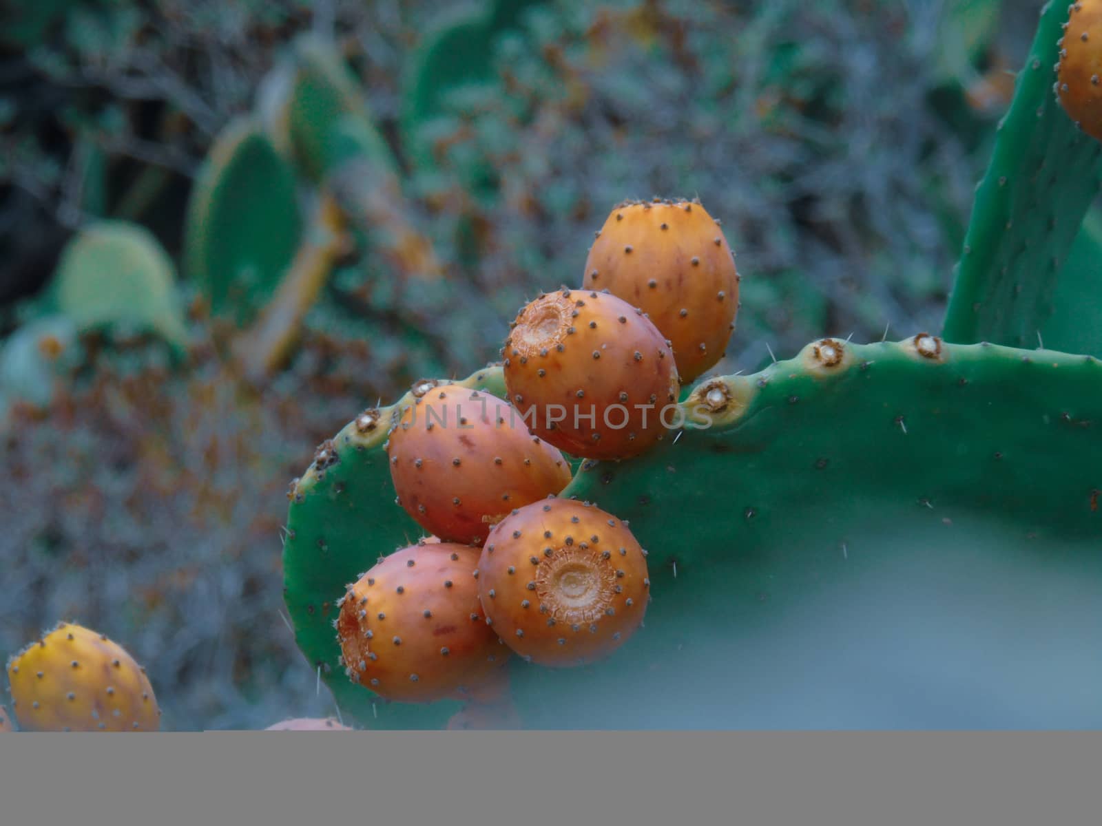 Beautifull photography of the nature in autumn. some fruits, tall trees near the seaside with grey and blue sky.