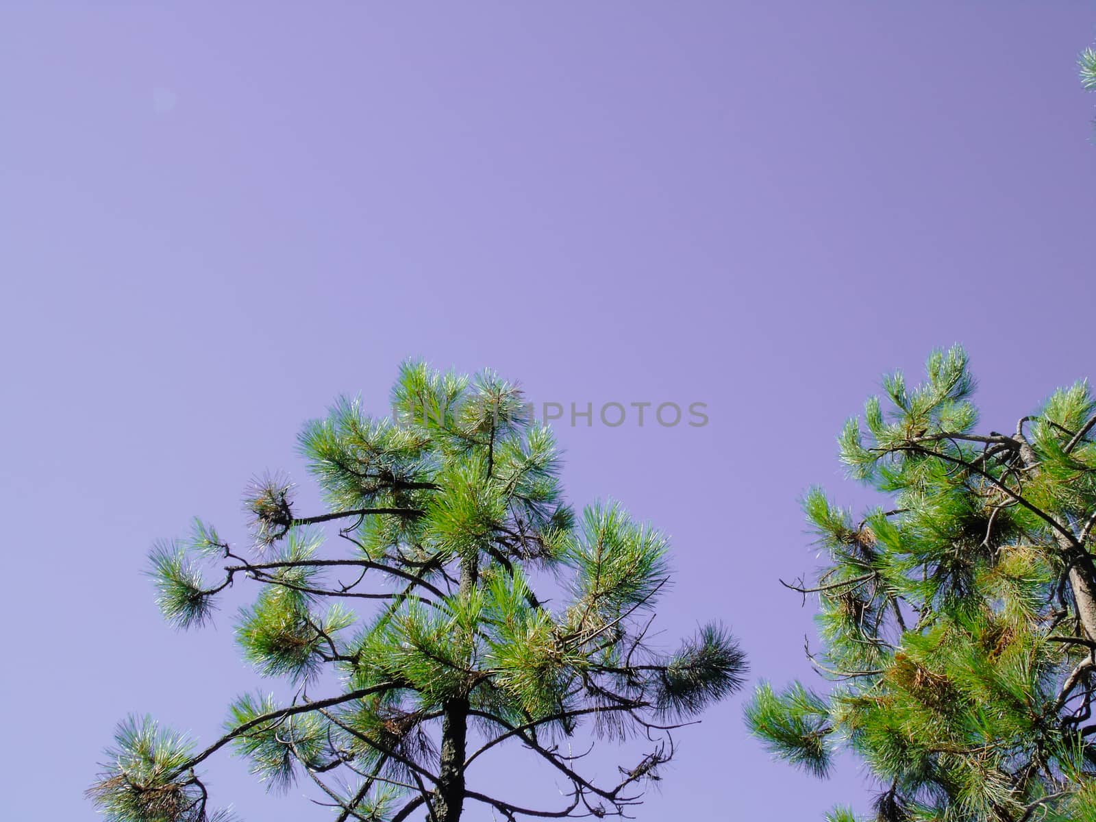 Beautifull photography of the nature in autumn. some fruits, tall trees near the seaside with grey and blue sky.