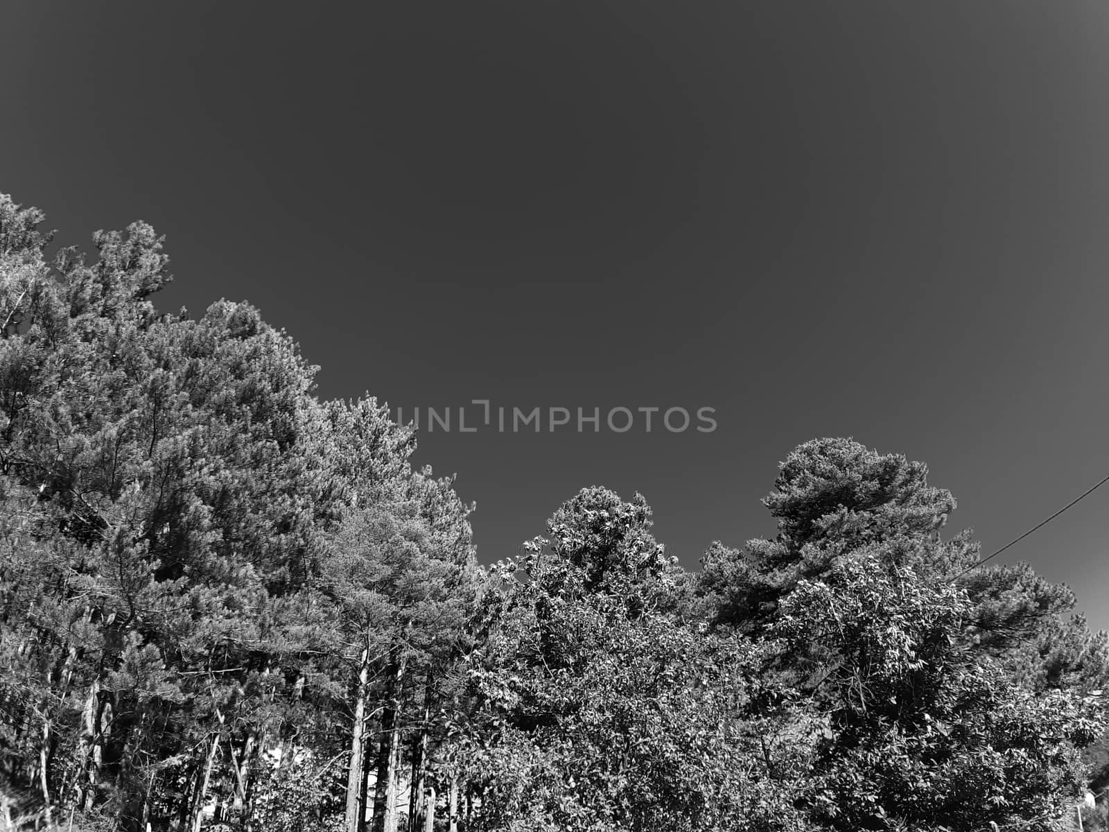 Beautifull photography of the nature in autumn. some fruits, tall trees near the seaside with grey and blue sky.