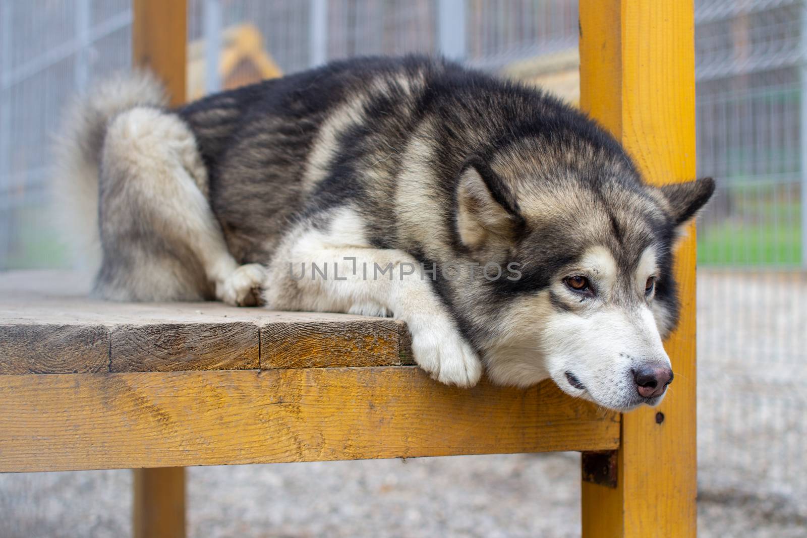 A beautiful and kind Alaskan Malamute shepherd sits in an enclosure behind bars and looks with intelligent eyes. Indoor aviary.