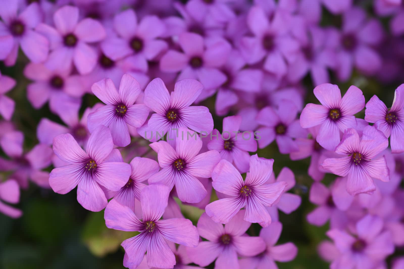 Pink wood sorrel - Latin name - Oxalis articulata