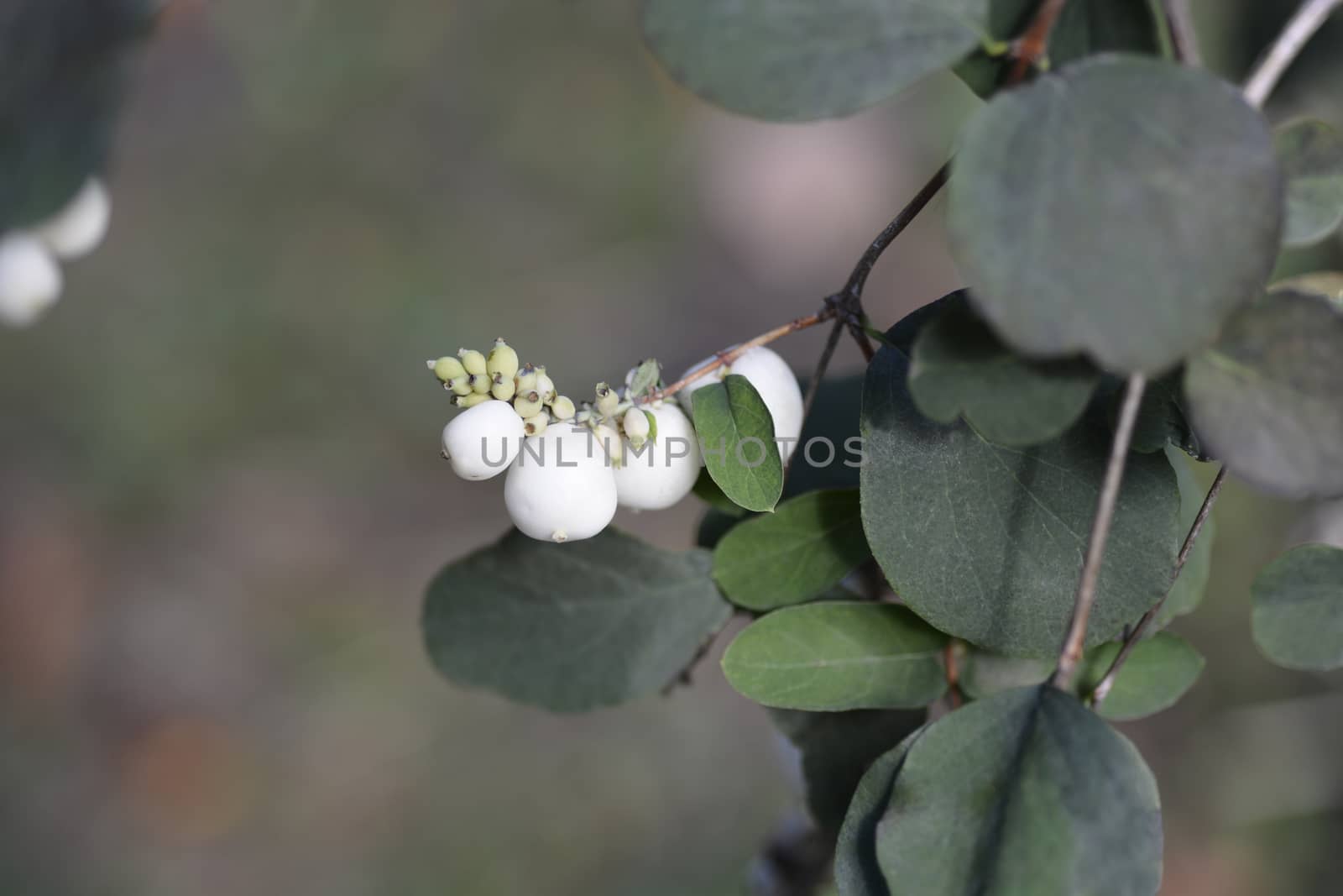 Common Snowberry by nahhan