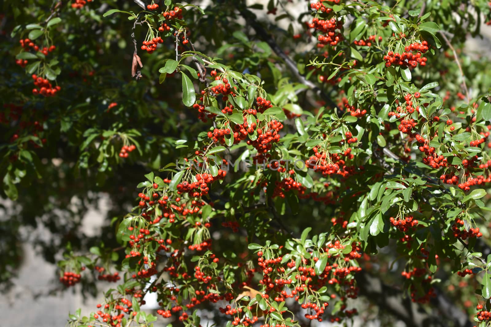 Narrow-leaf Firethorn - Latin name - Pyracantha angustifolia