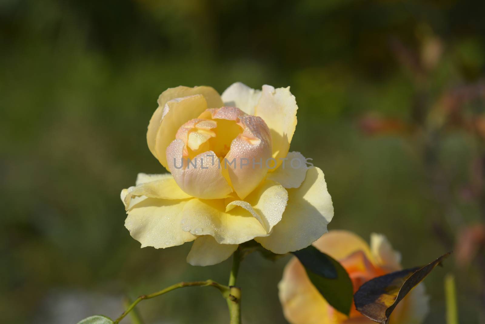 Hansestadt Rostock rose - Latin name - Rosa Hansestadt Rostock