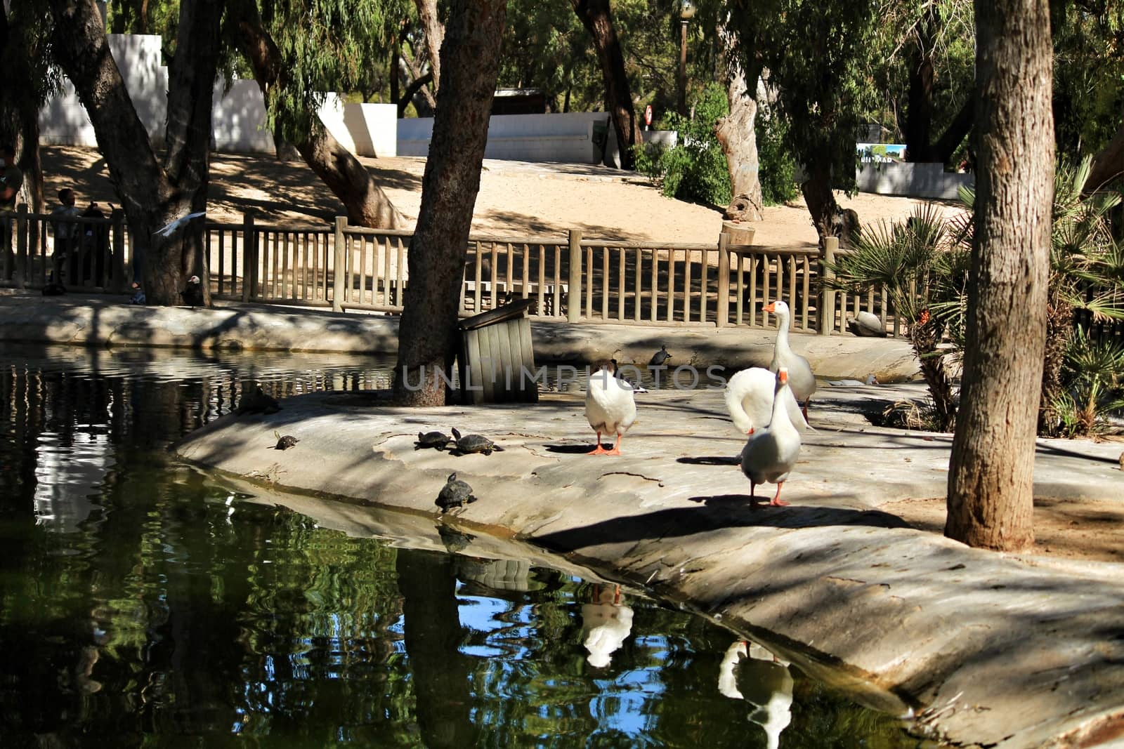 Guardamar, Alicante, Spain- September 13, 2020:Pond with ducks and swans surrounded by green vegetation in Reina Sofia park in Guardamar, Alicante, Spain