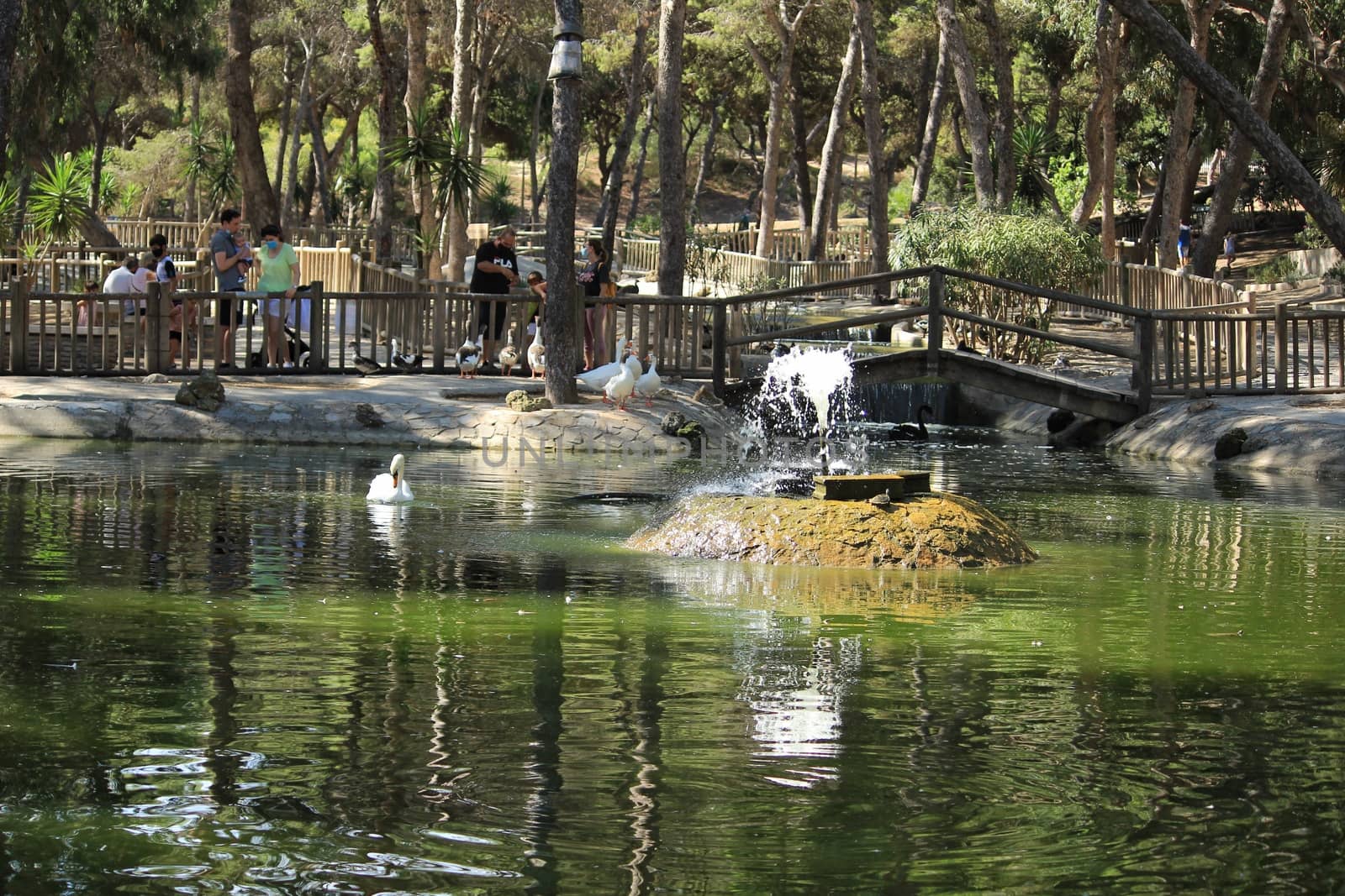 Guardamar, Alicante, Spain- September 13, 2020:Pond with ducks and swans surrounded by green vegetation in Reina Sofia park in Guardamar, Alicante, Spain
