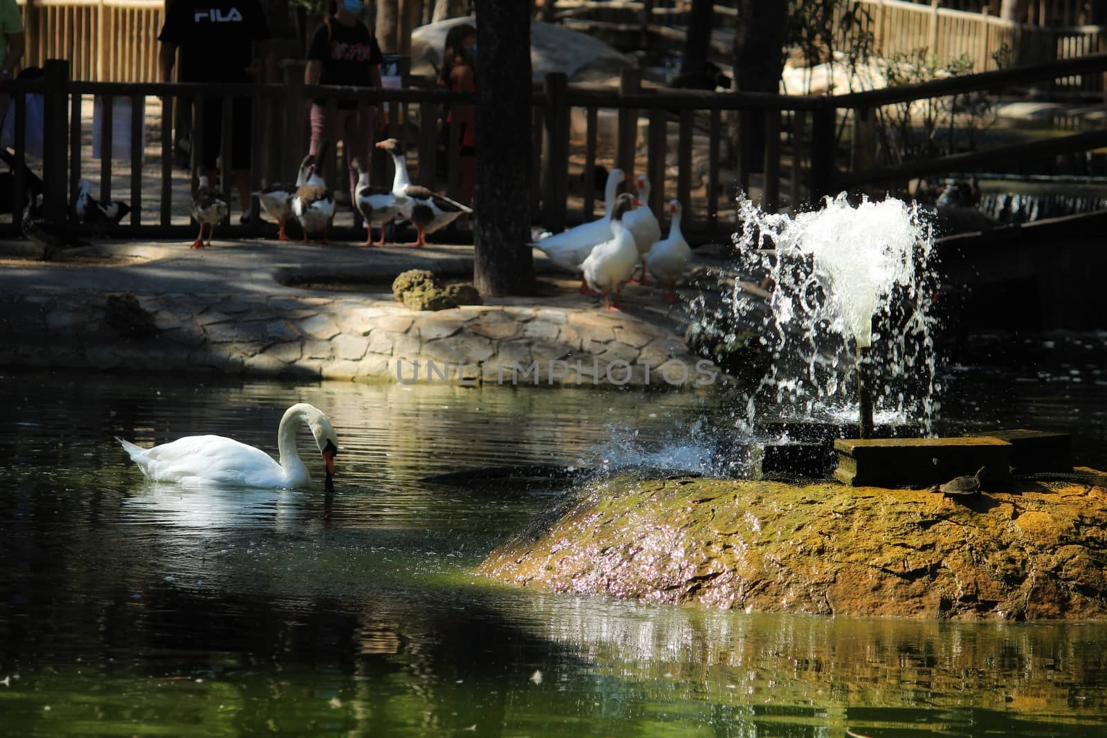 Guardamar, Alicante, Spain- September 13, 2020:Pond with ducks and swans surrounded by green vegetation in Reina Sofia park in Guardamar, Alicante, Spain