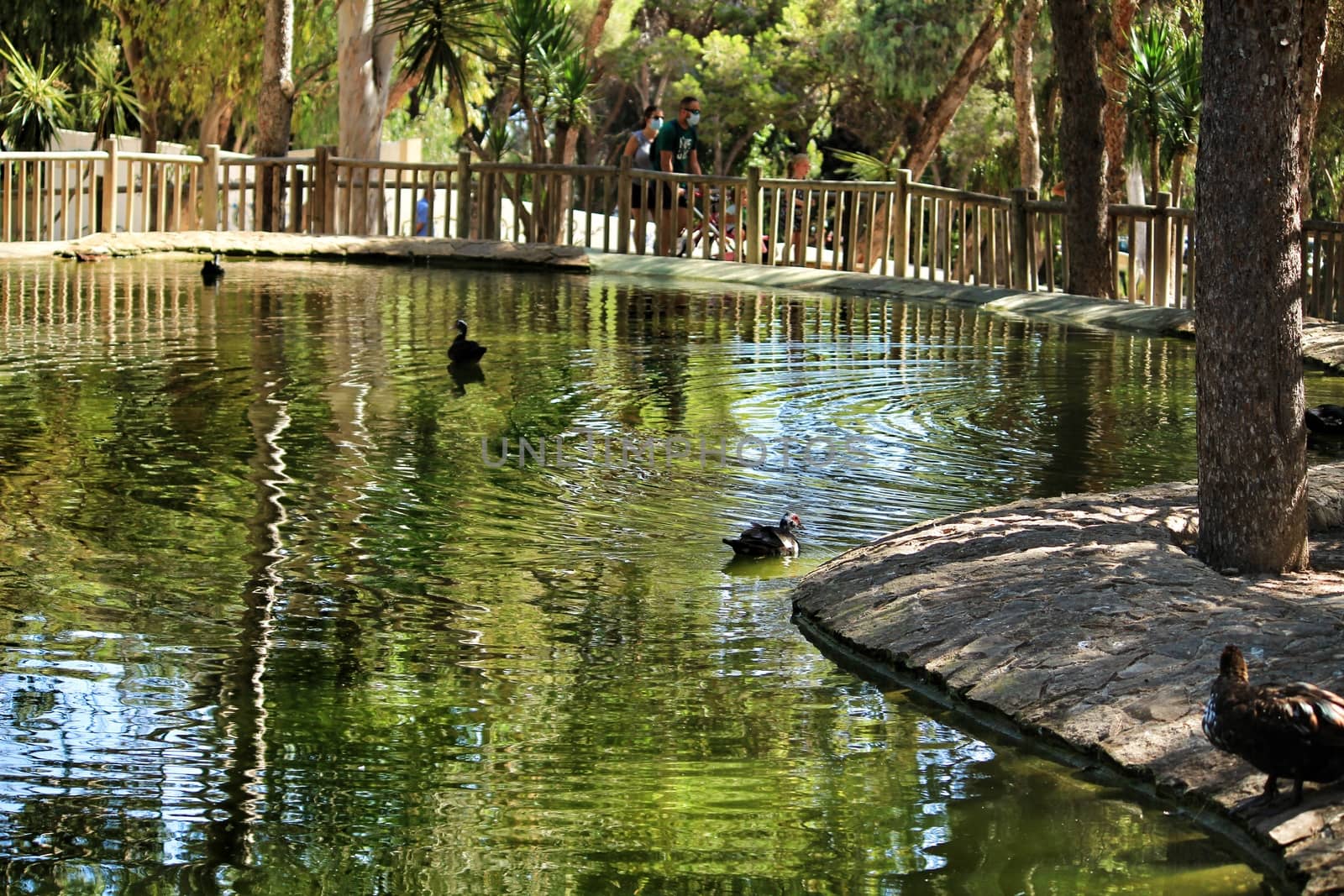 Guardamar, Alicante, Spain- September 13, 2020:Pond with ducks and swans surrounded by green vegetation in Reina Sofia park in Guardamar, Alicante, Spain