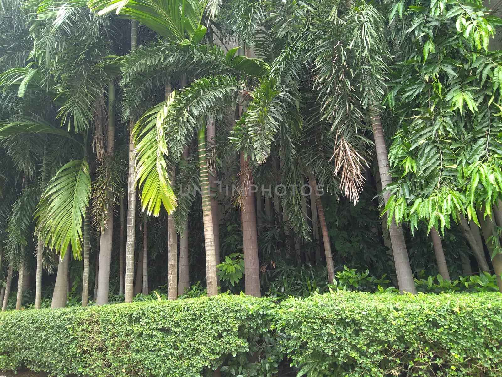 architectural landscape field with green leaves and coconut tree.