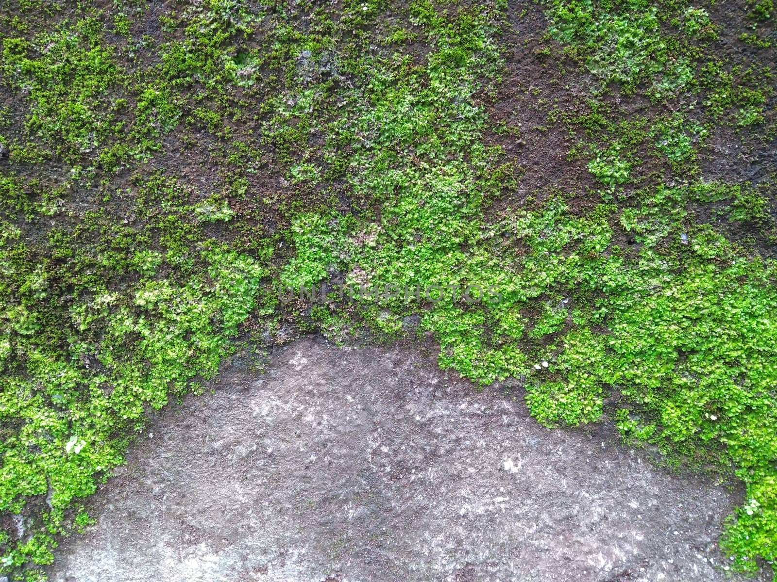 natural green grass backdrop on concrete wall close up photo.