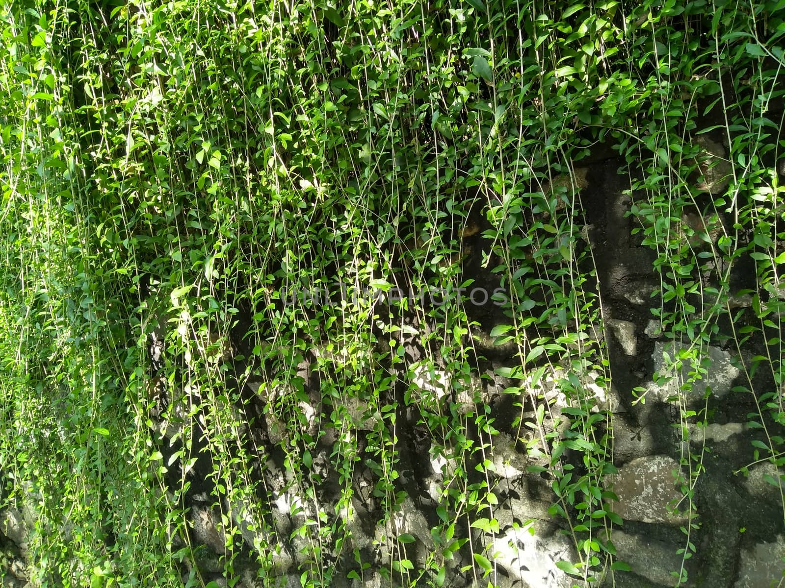 Climbing plant on the stone wall. Ornamental plant in the garden. Eco wall. Many climbing plant leaves on wall reduce dust in air. Tropical garden. Clean environment.