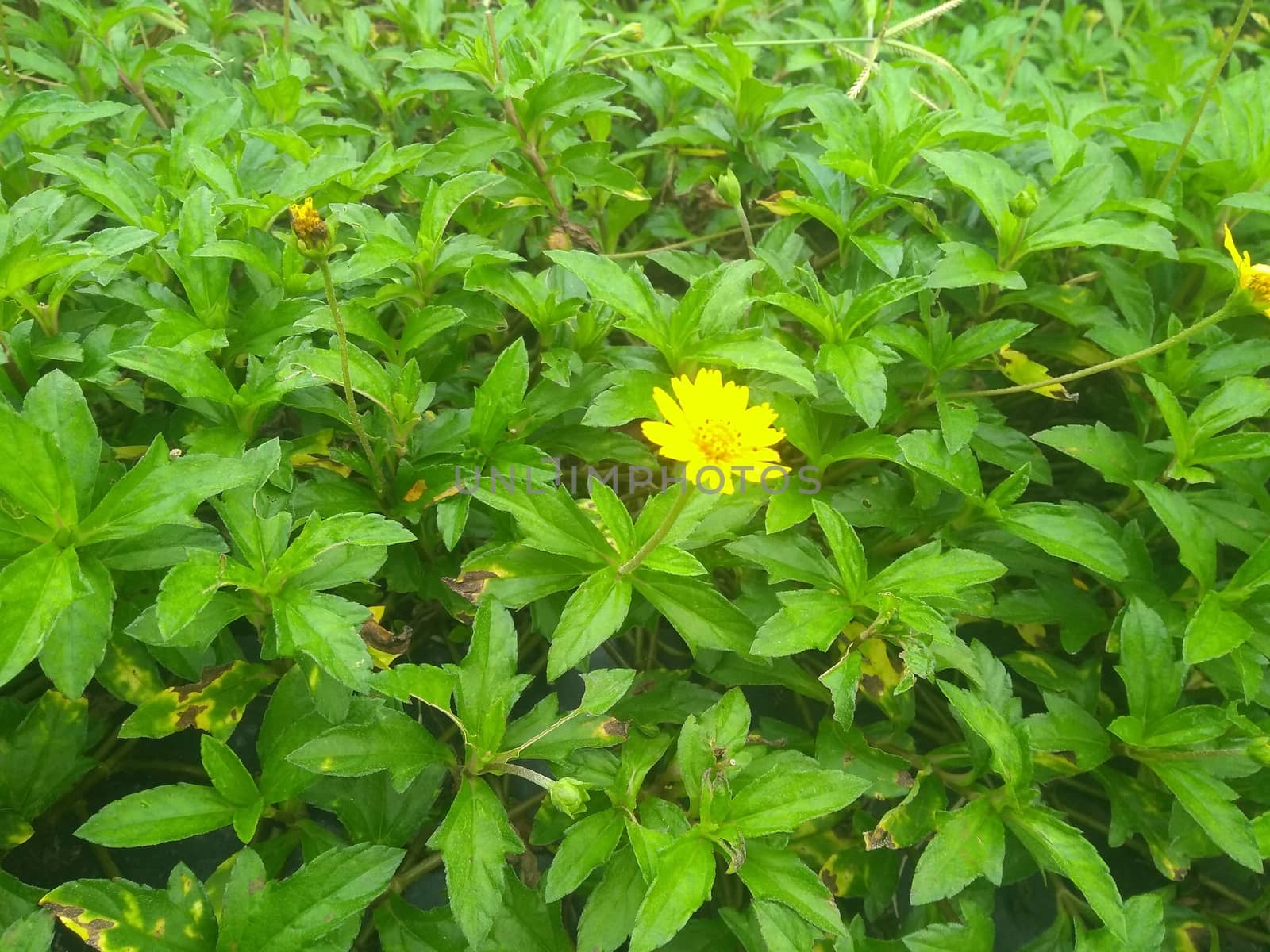 yellow water lily in the garden.