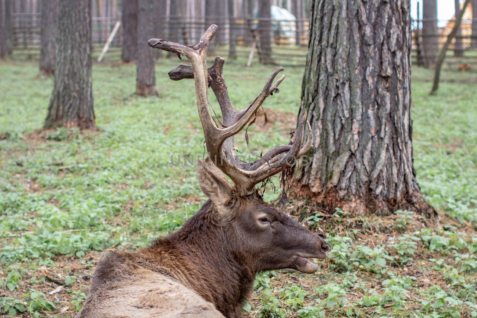 A large elk or deer with large antlers lies on the ground among the trees.