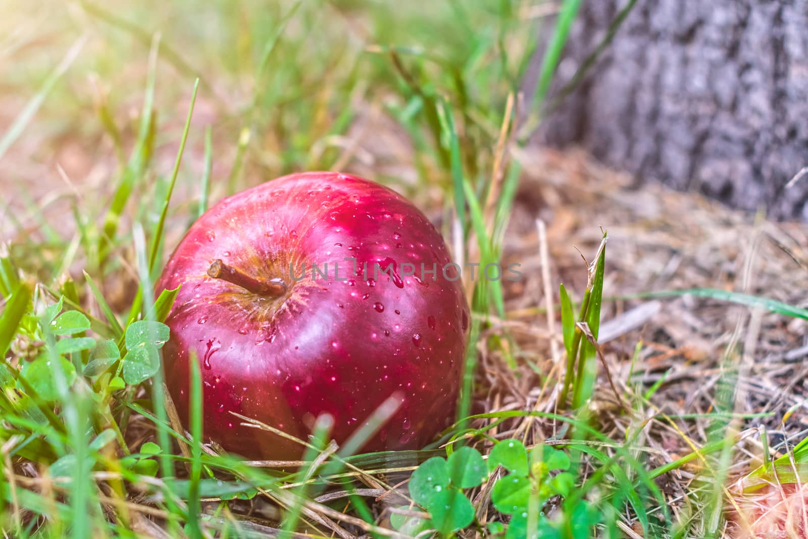 A large red and ripe apple fell from the tree to the ground