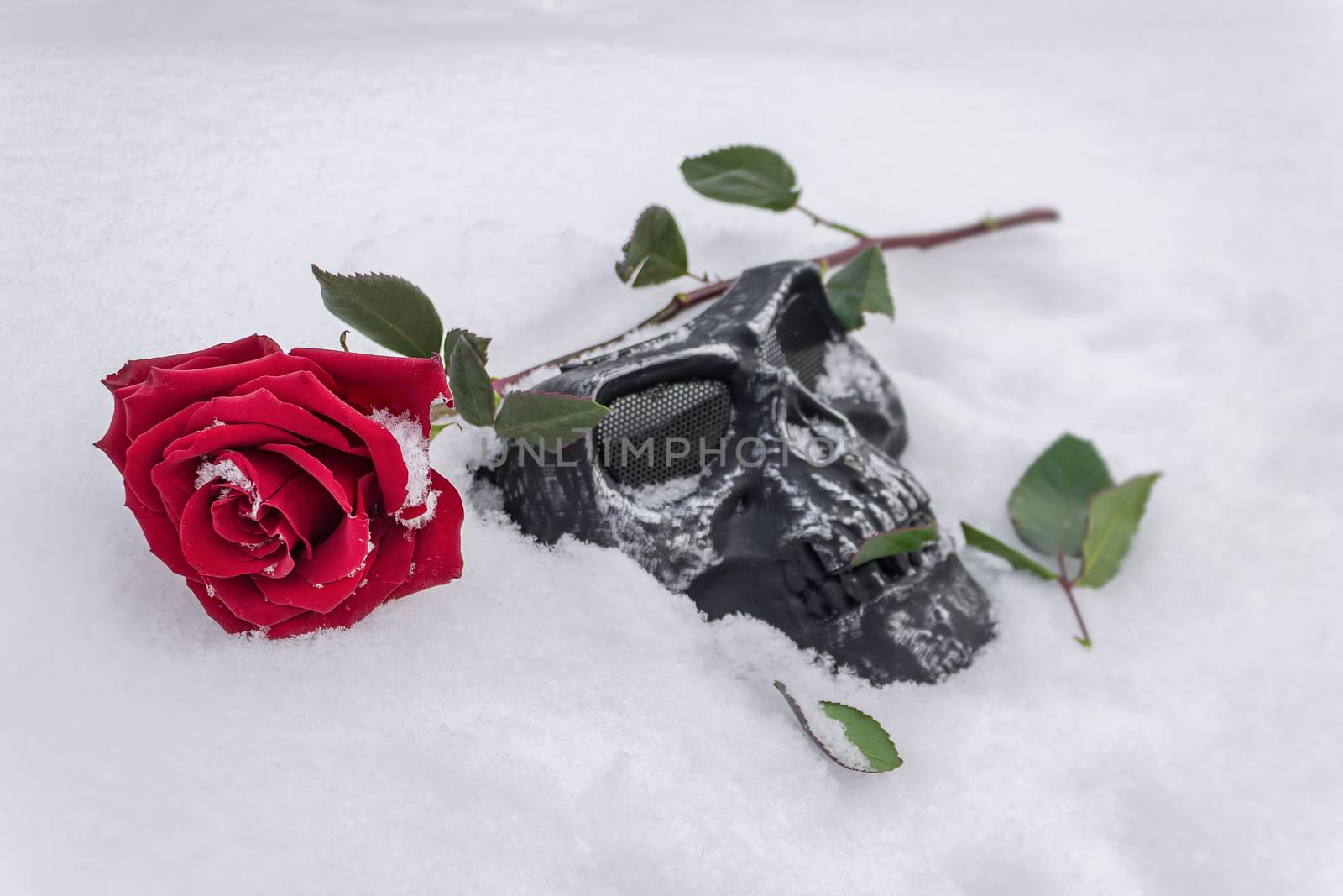 Red rose and black iron mask lie on white snow at gothic celebration