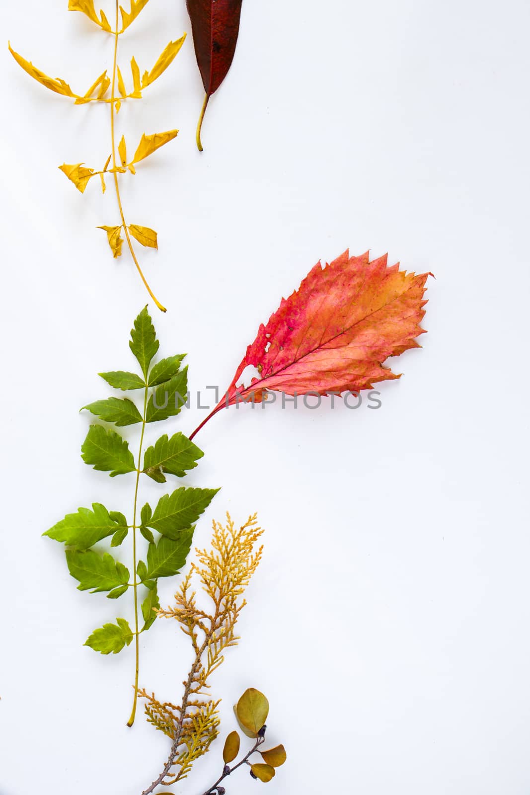 Autumn and fall colorful leaves on the white background, space for text, autumn nature background