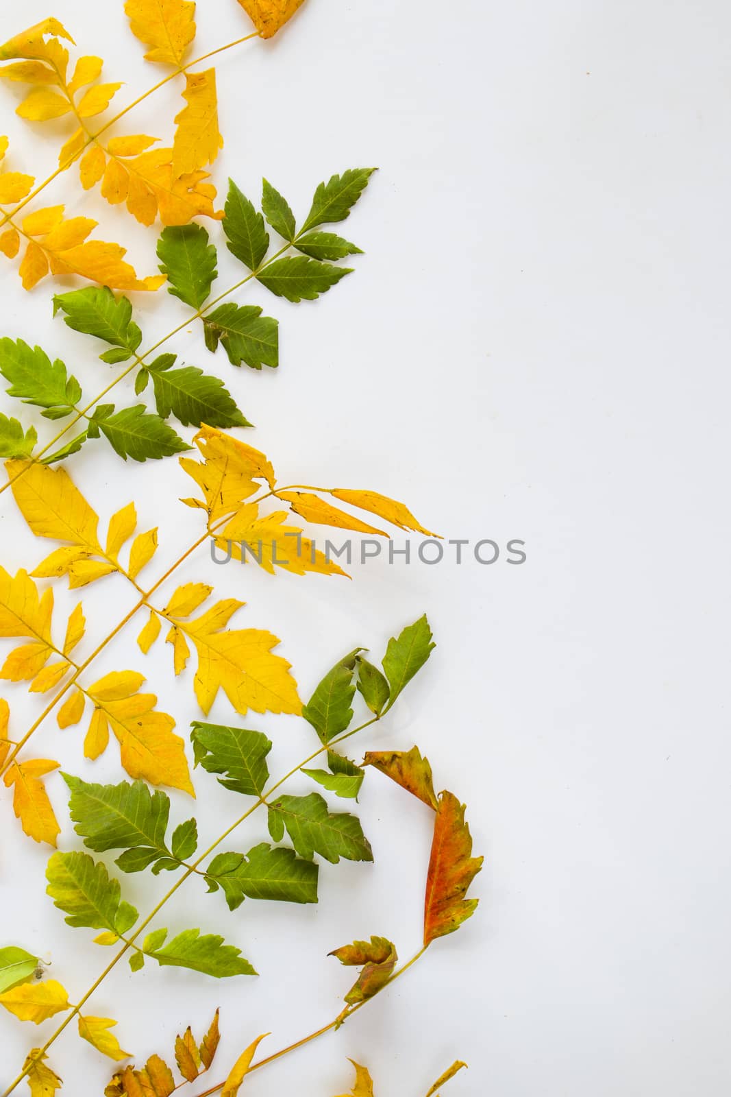 Autumn and fall colorful leaves on the white background, copy space by Taidundua