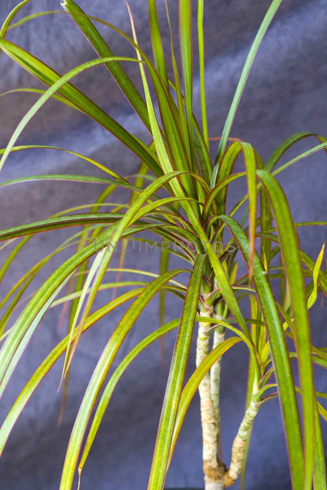 Houseplant tropical palm close-up and macro, gardening