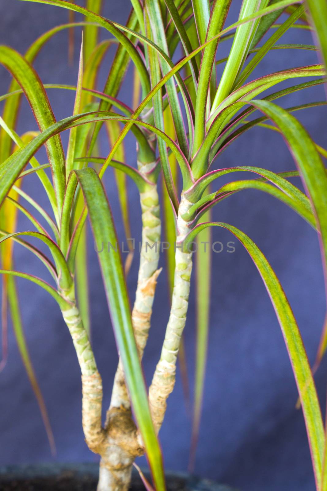 Houseplant tropical palm close-up and macro, gardening