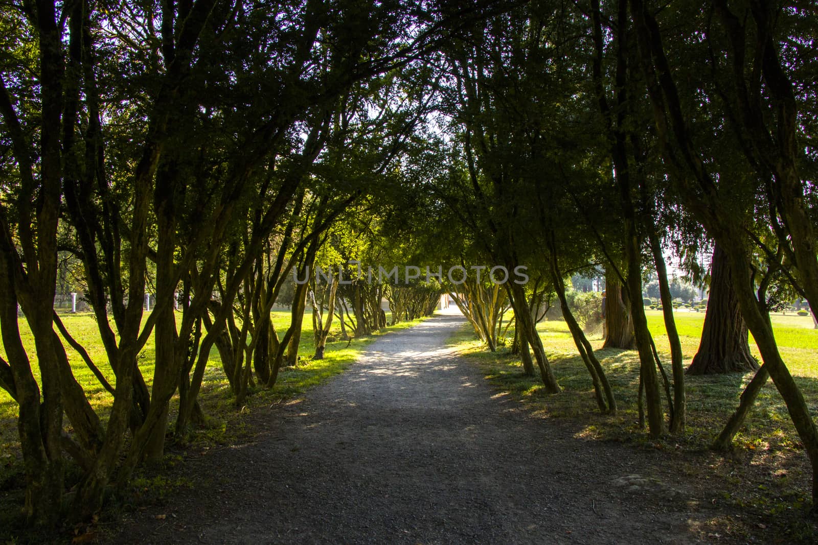 Old big trees forest in the park, Botanic garden in Georgia by Taidundua