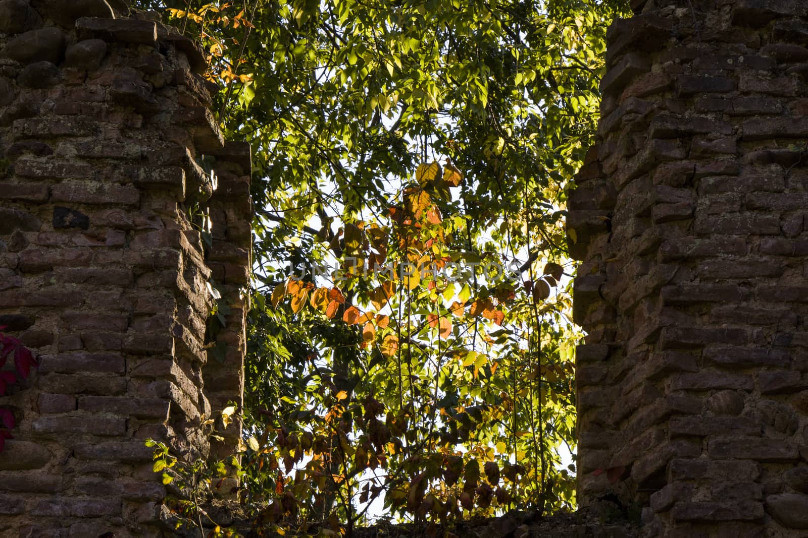 Old abandoned tower ruins in Zugdidi Botanic garden, Georgia