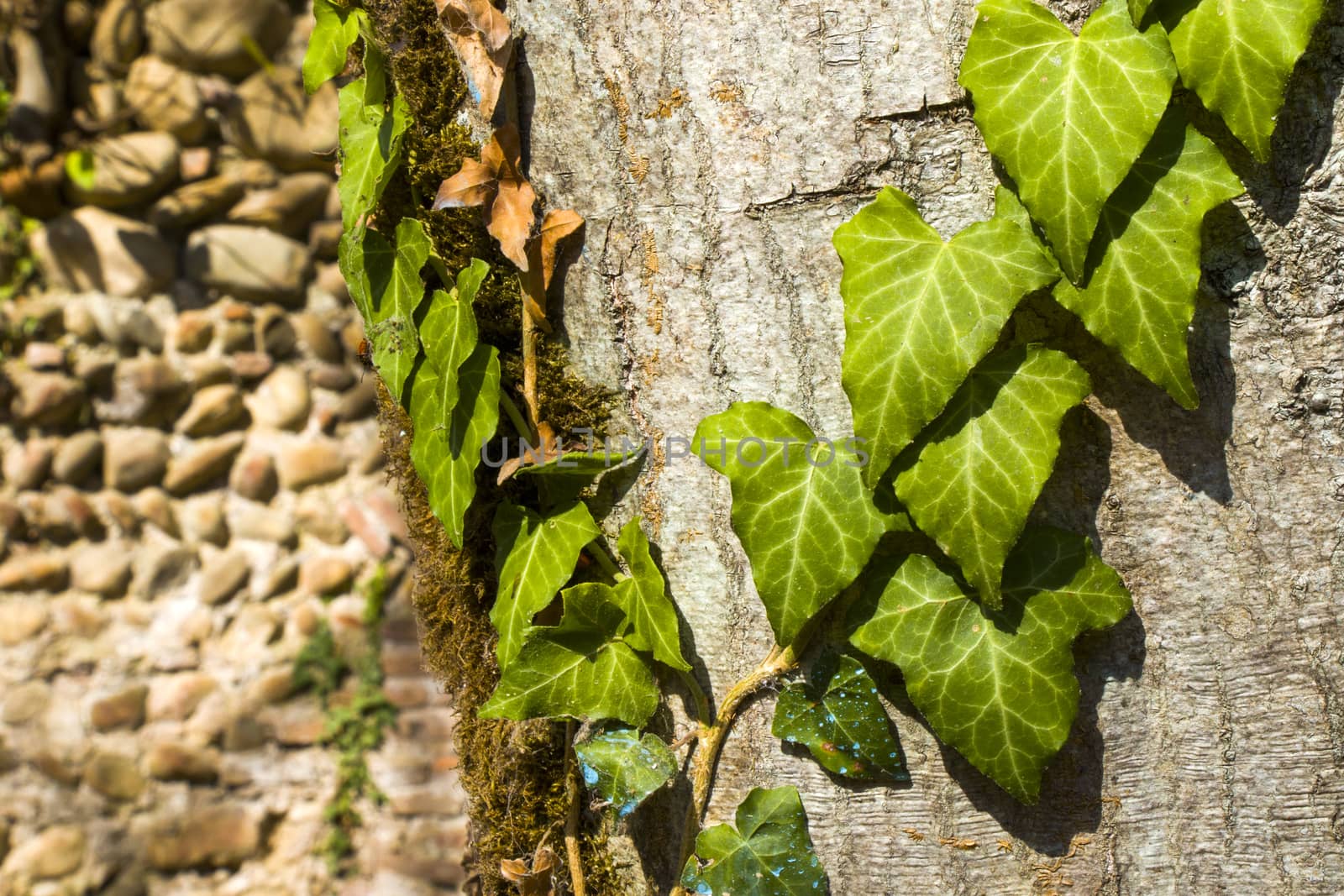 Ivy clipping path, climber plant on the tree by Taidundua