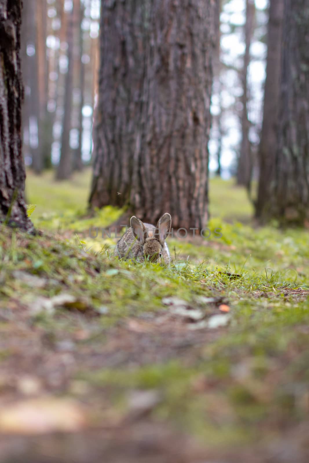 A beautiful rabbit with long ears runs around in the forest and chews grass leaf and leaves.