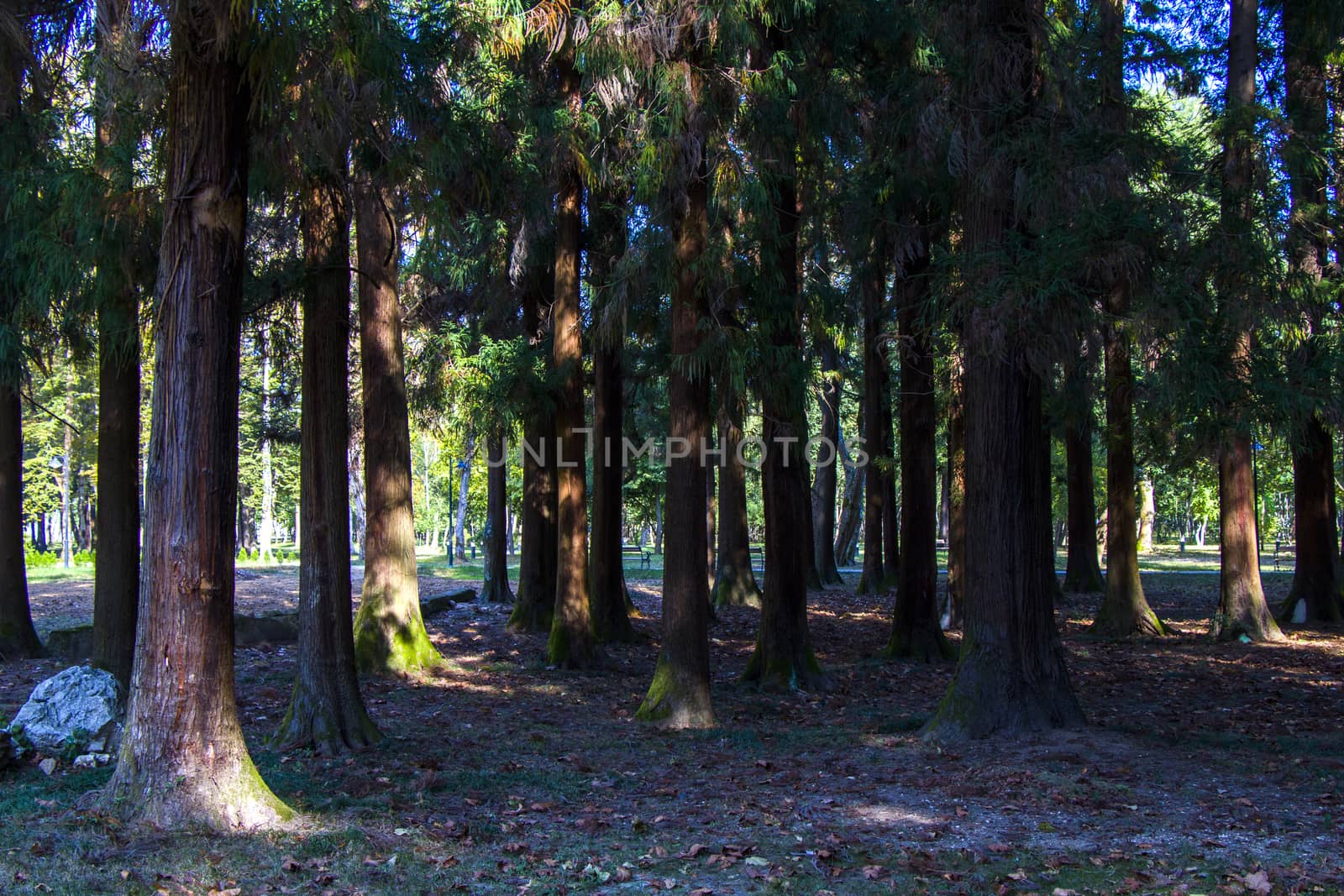 Old big trees forest in the park, Zugdidi Botanic garden in Georgia