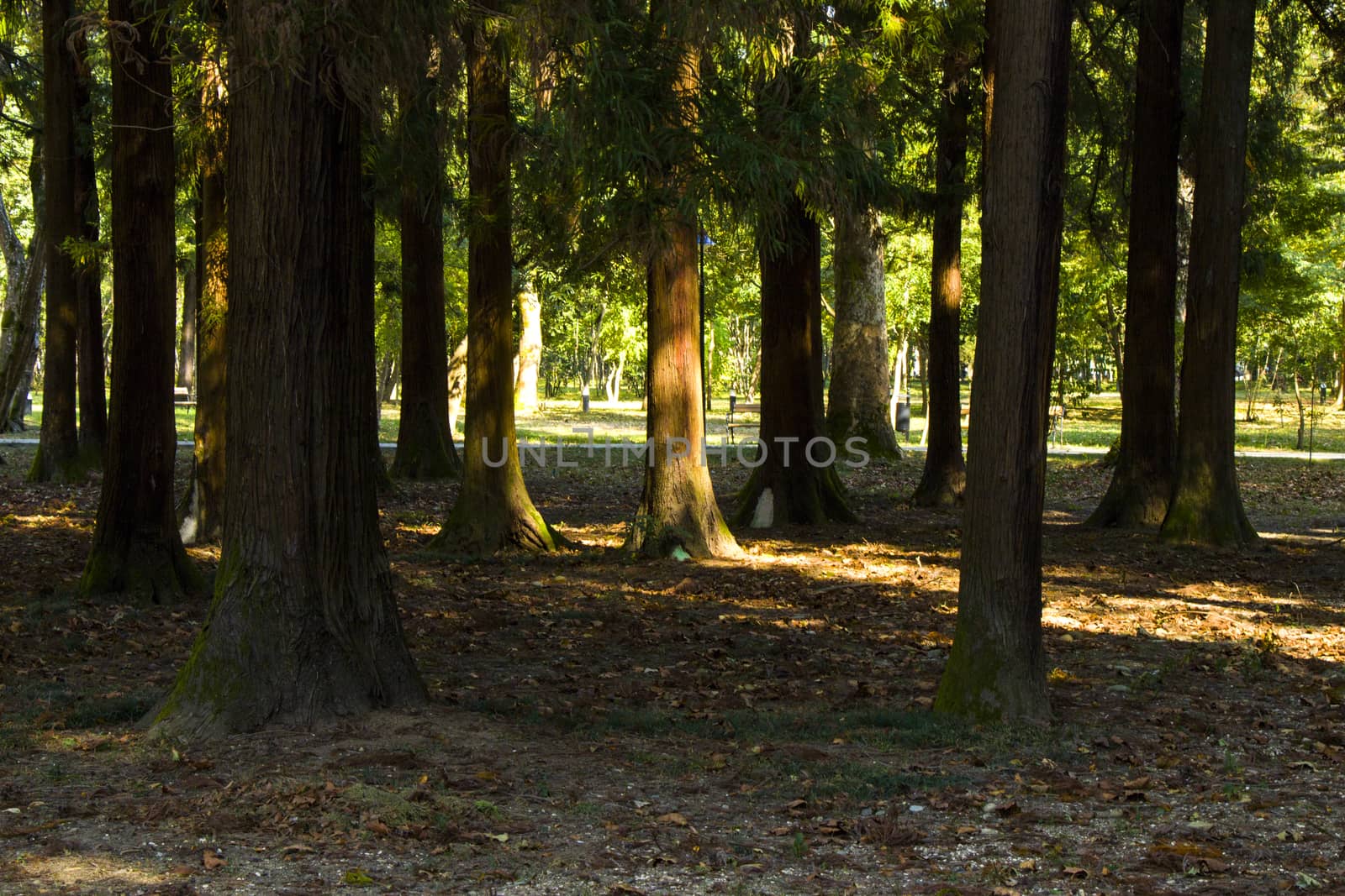 Old big trees forest in the park, Zugdidi Botanic garden in Georgia