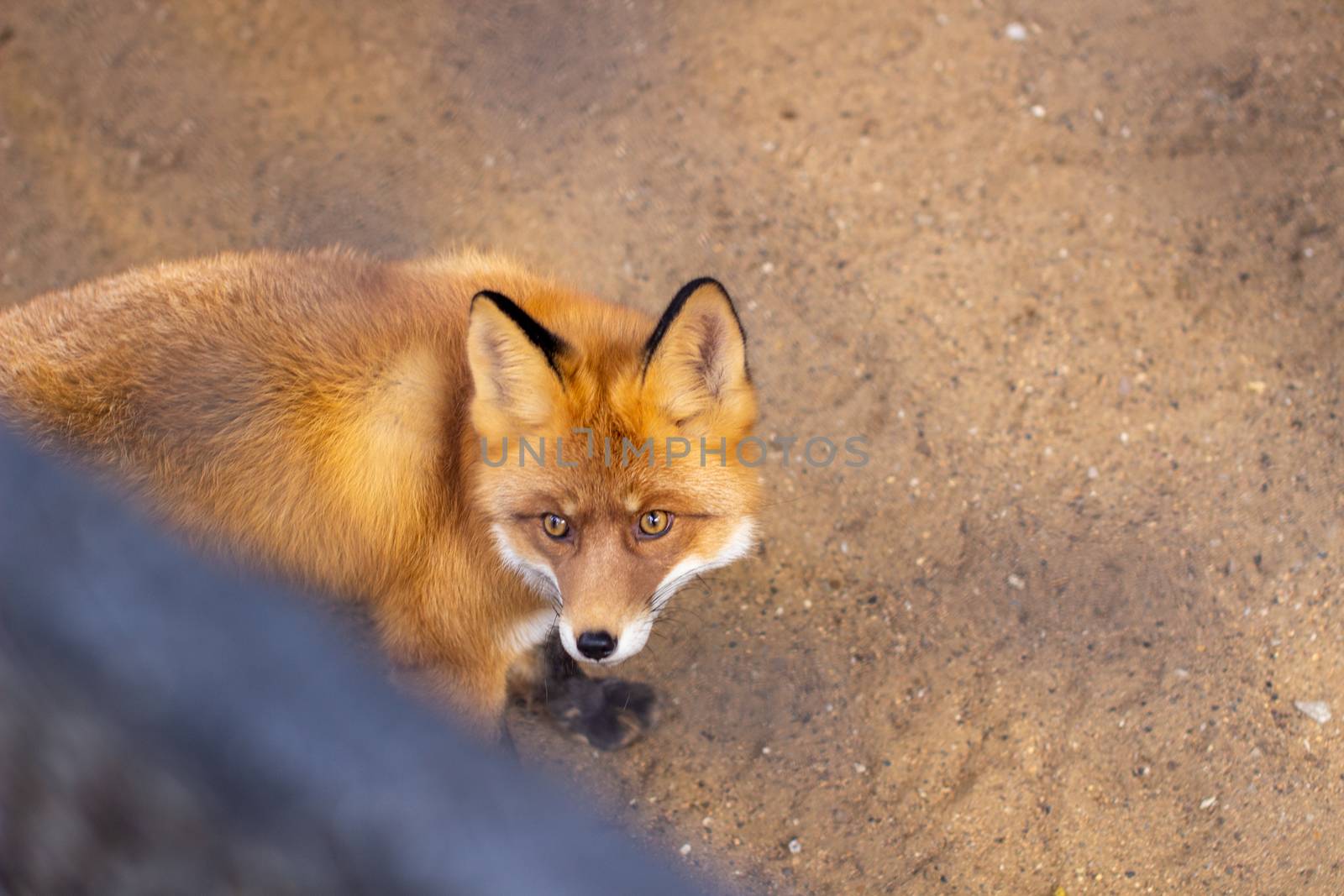 Wild red Fox sitting in a cage at the zoo. High quality photo